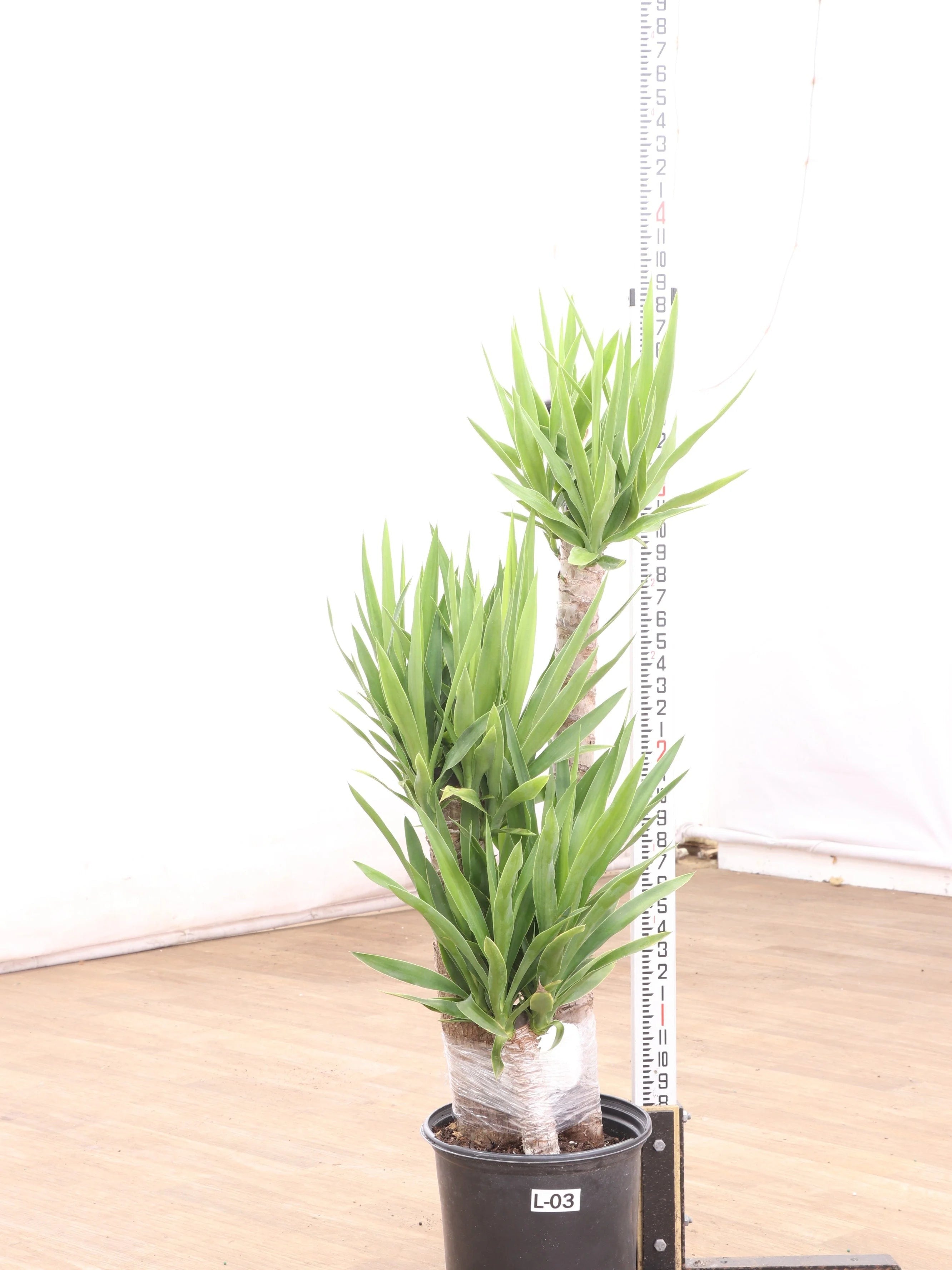 Extra Large Yucca Cane - Premium Edition