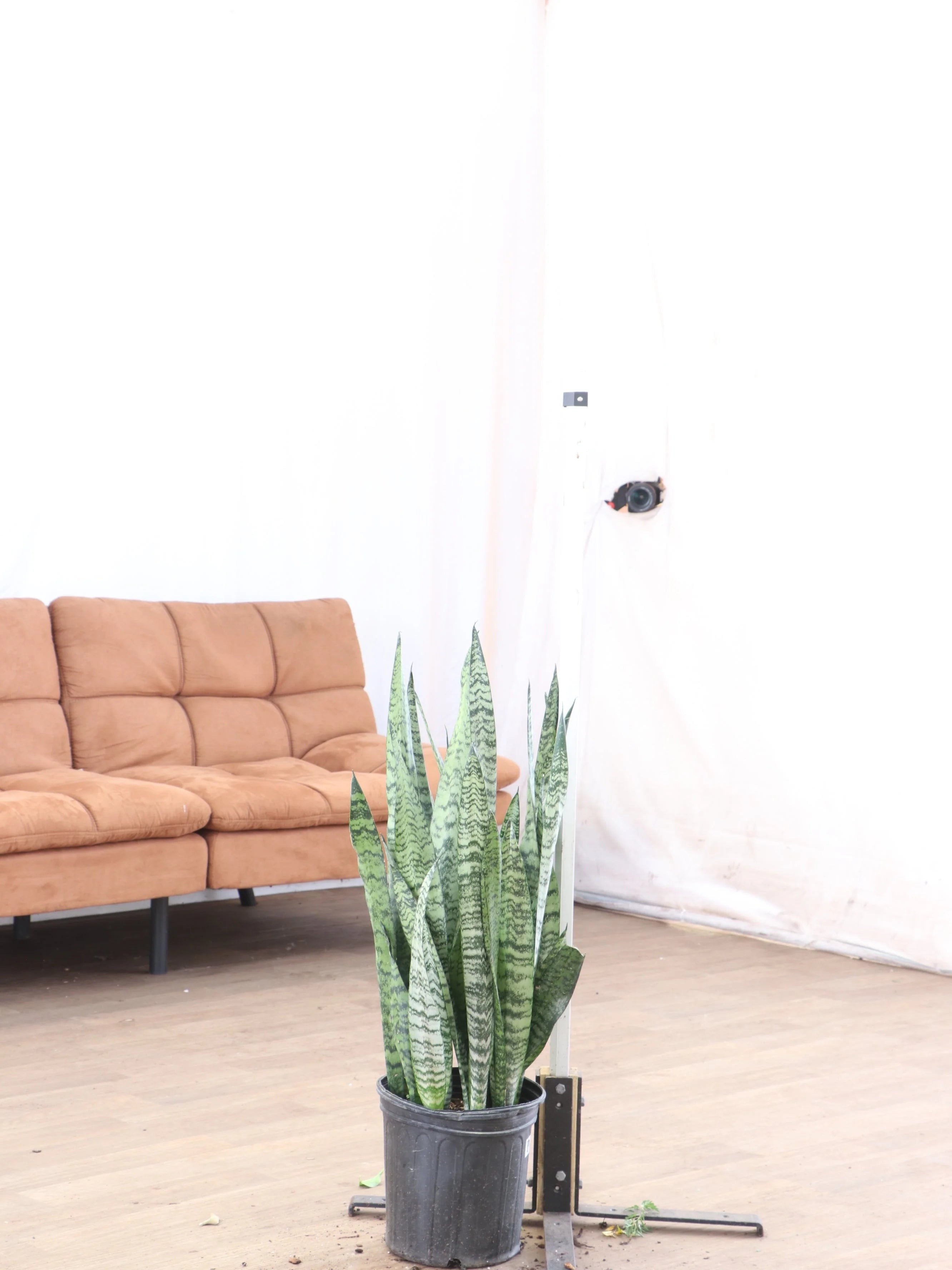 Large Snake Plant (Zeylanica) - Premium Edition