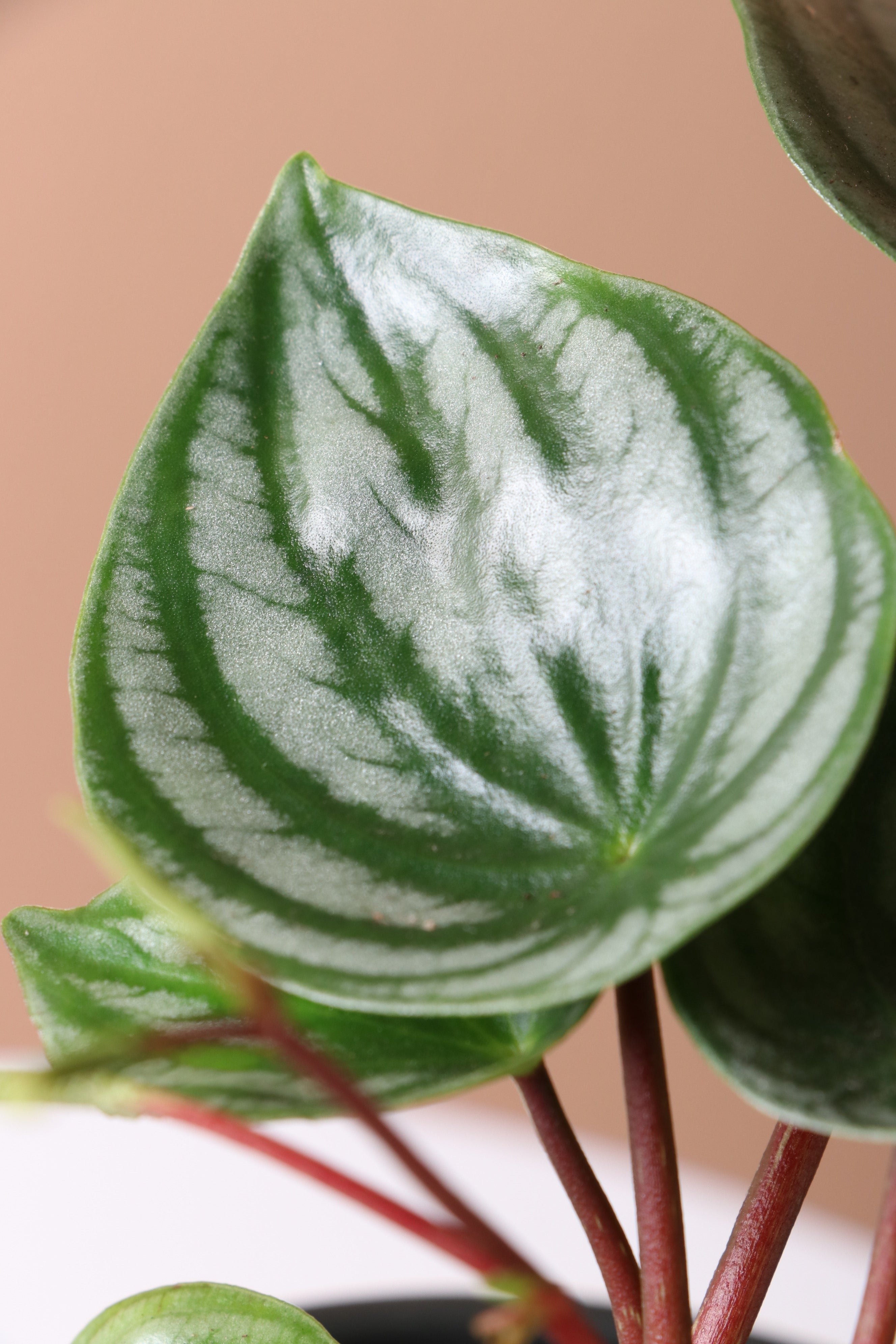 Medium Watermelon Peperomia - Premium Edition