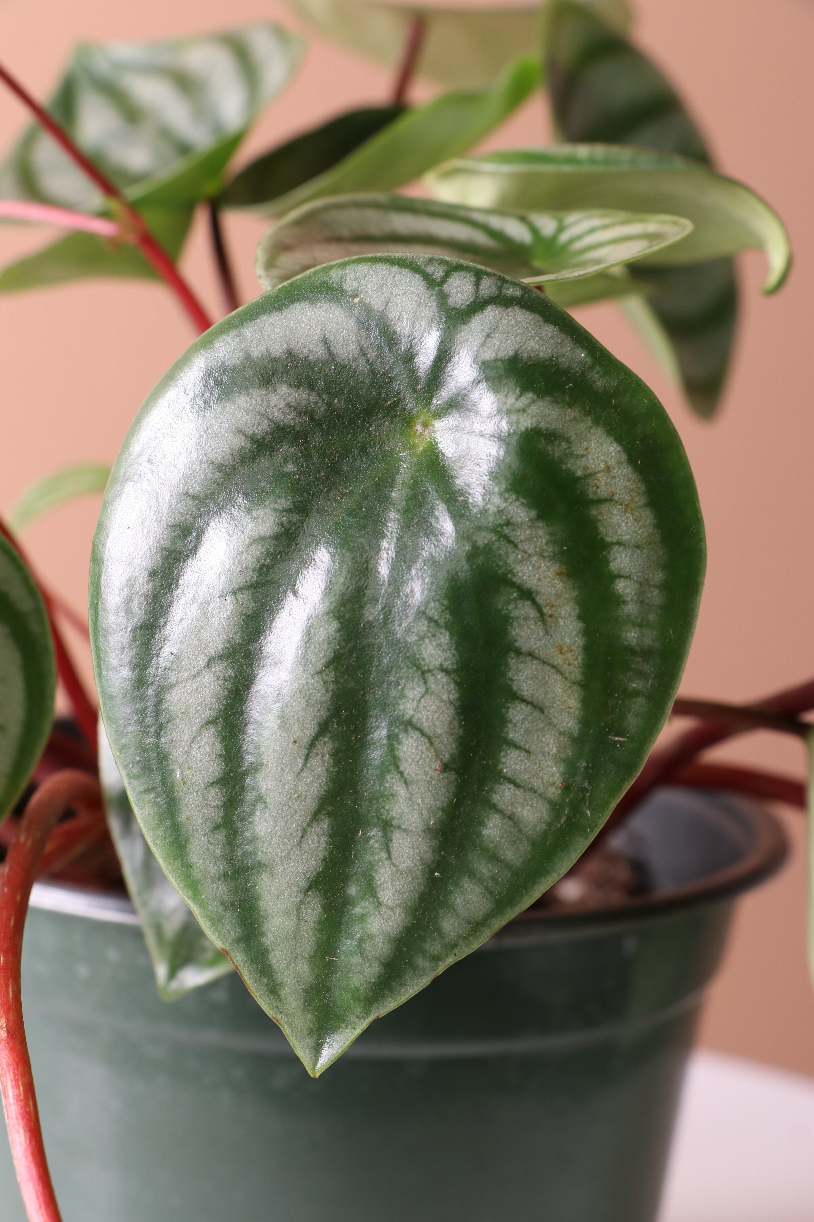 Medium Watermelon Peperomia - Premium Edition