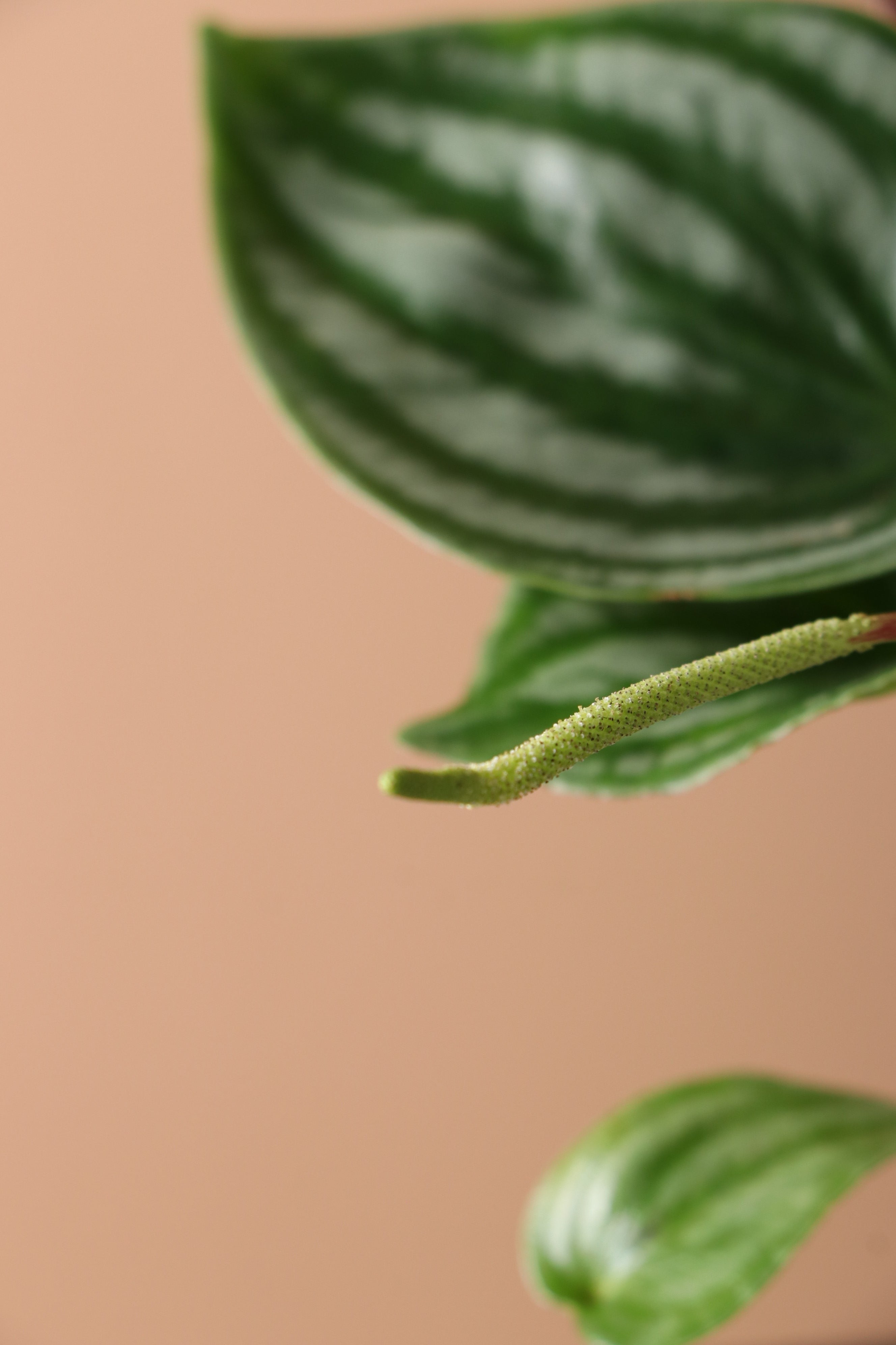 Medium Watermelon Peperomia - Premium Edition