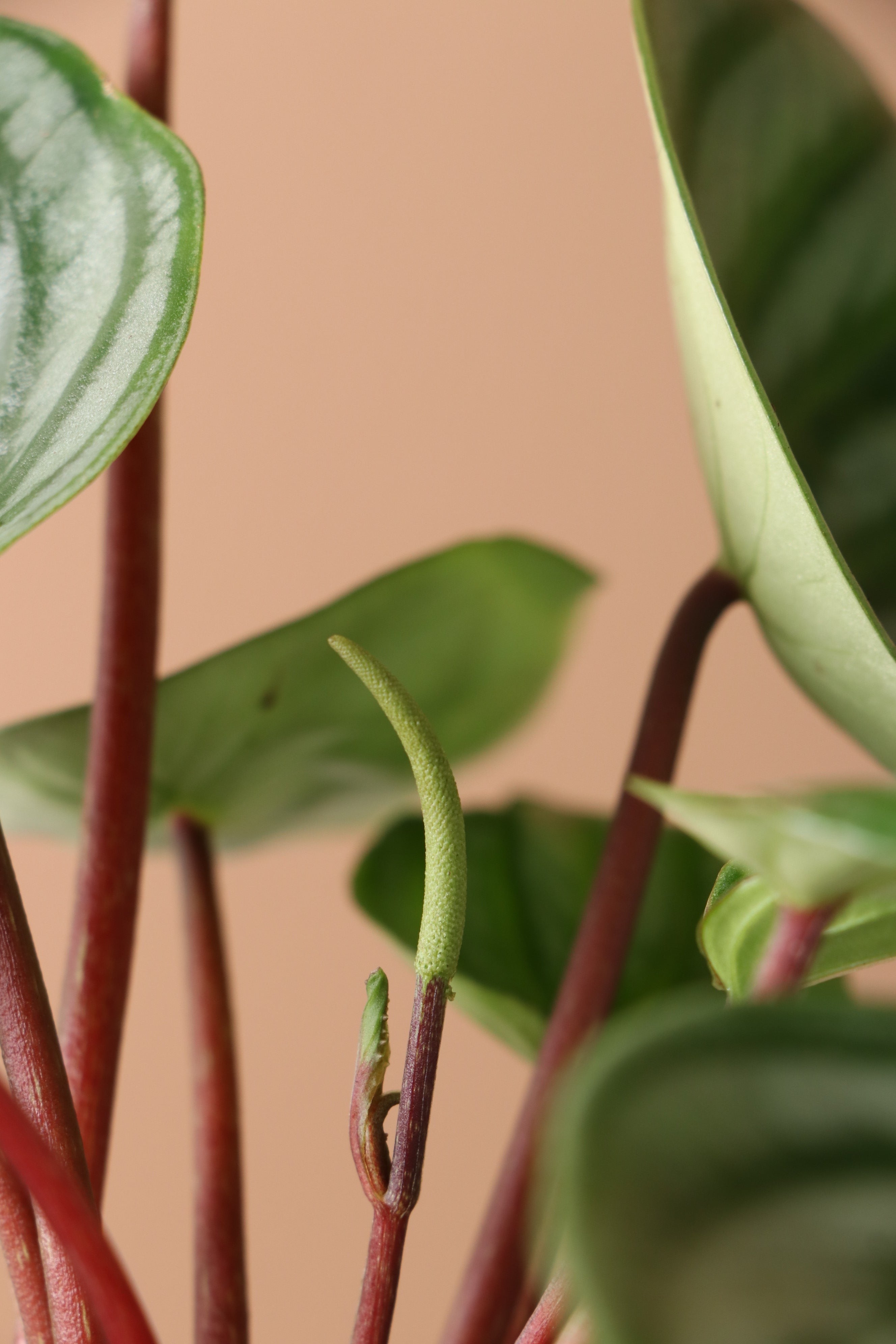 Medium Watermelon Peperomia - Premium Edition