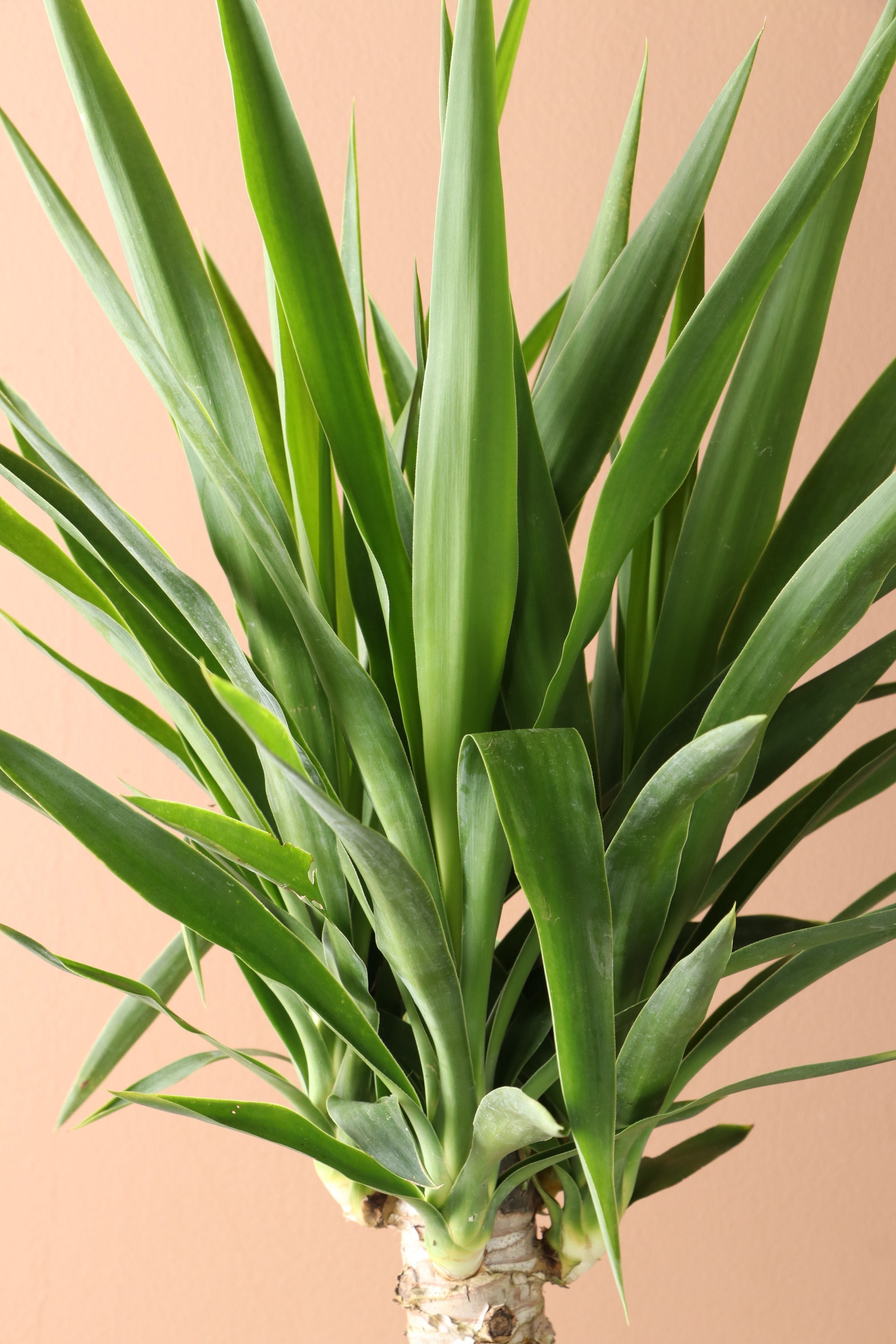 Medium Yucca Cane - Premium Edition