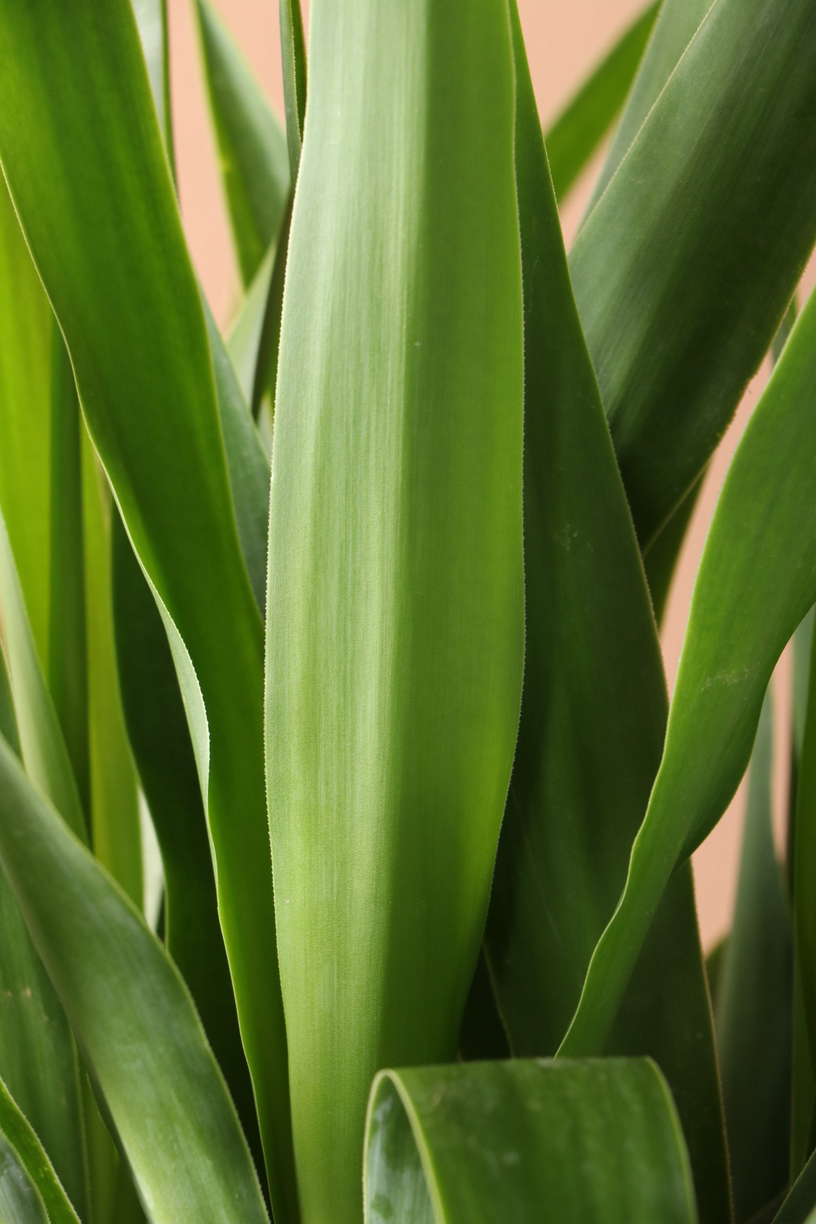 Medium Yucca Cane - Premium Edition