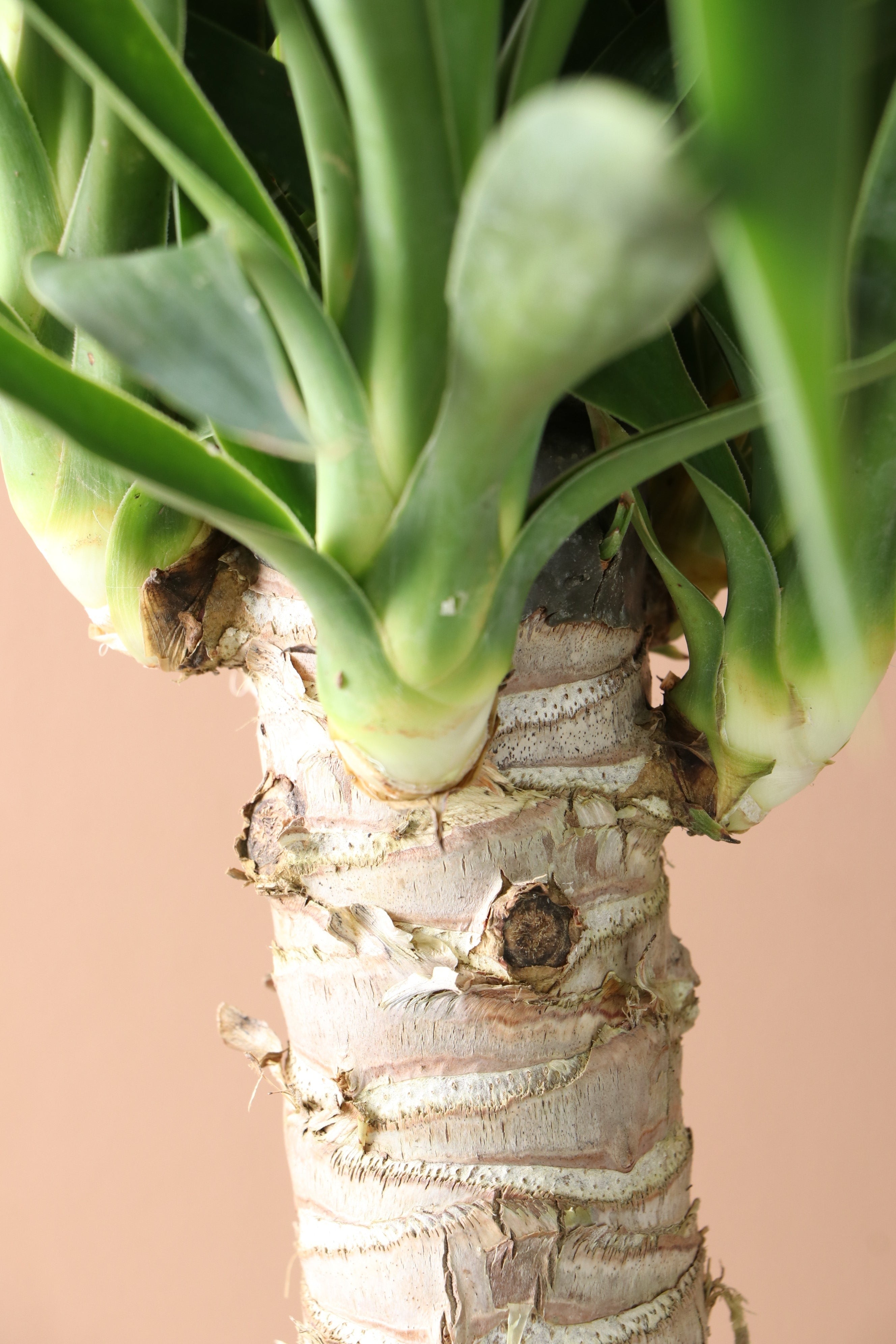 Medium Yucca Cane - Premium Edition