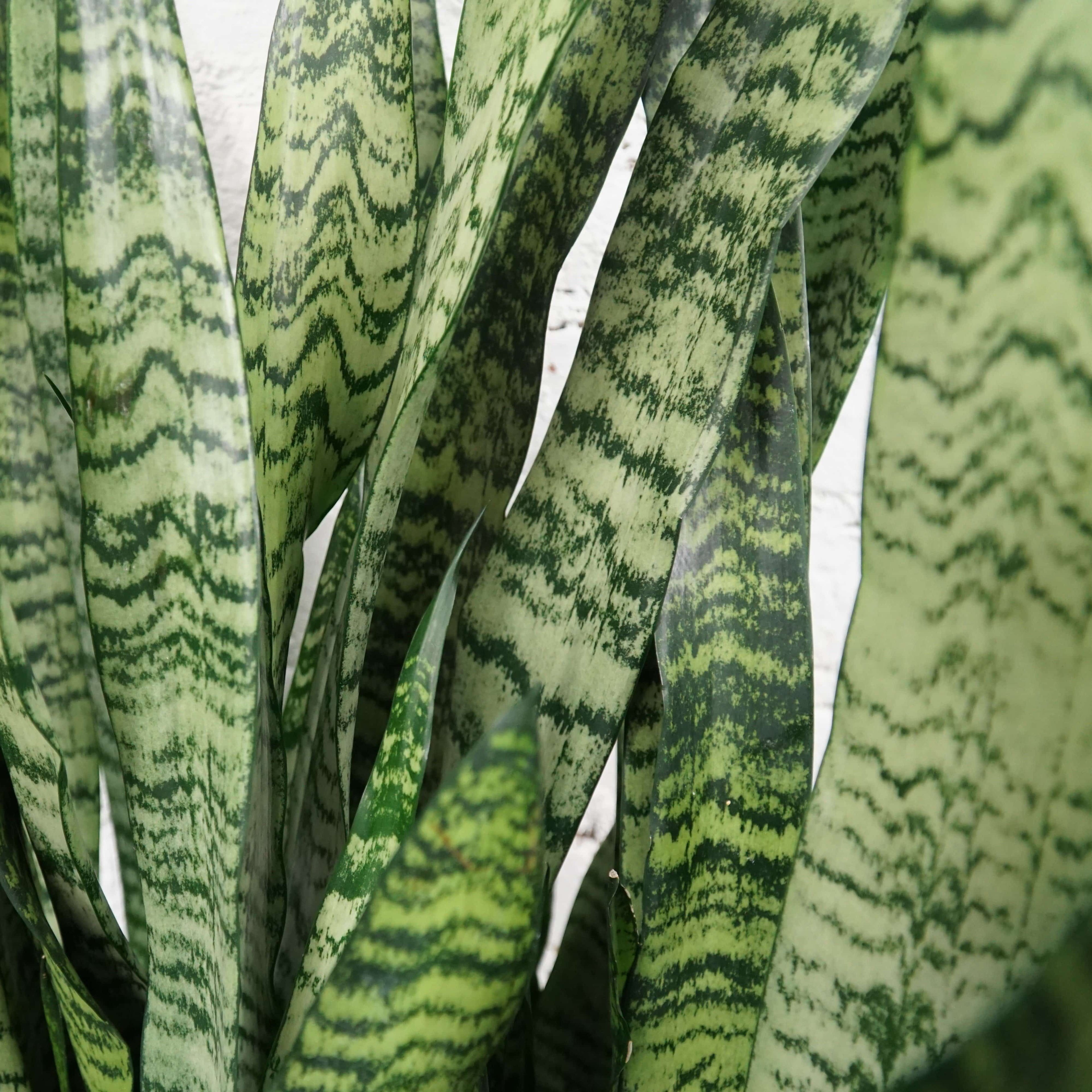 Large Snake Plant (Zeylanica) - Premium Edition