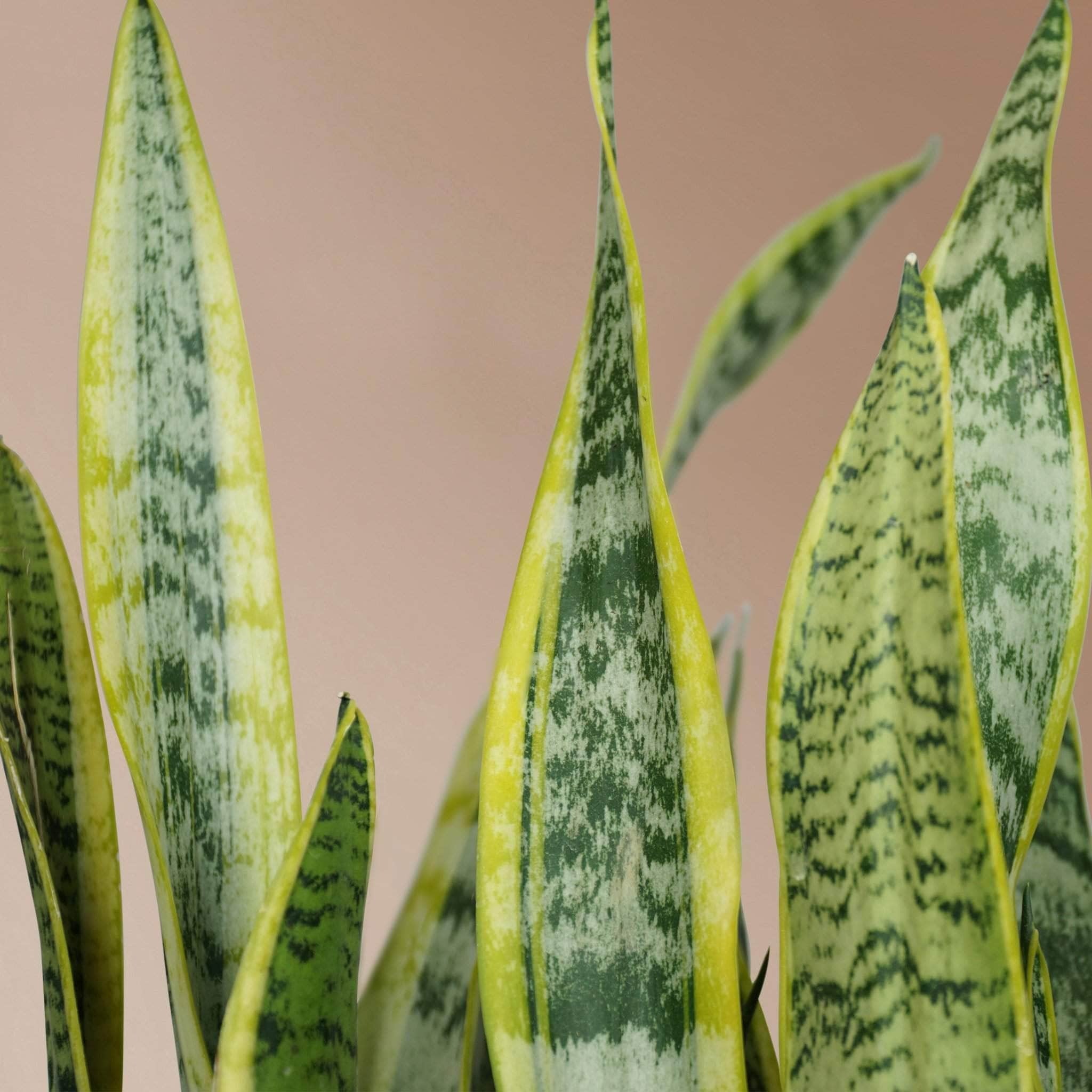 Large Snake Plant (trifasciata) - Premium Edition