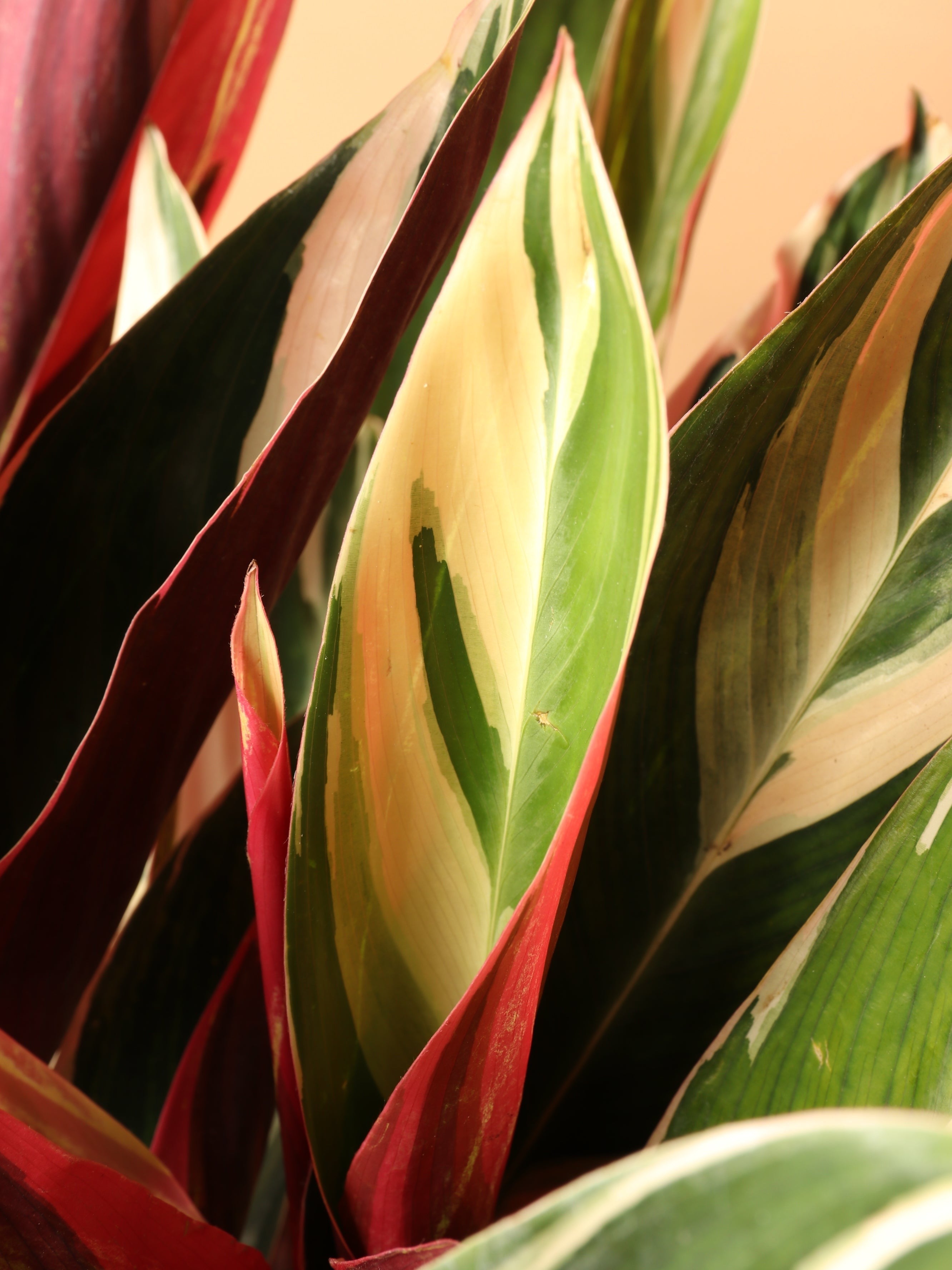 Large Tricolor Stromanthe - Premium Edition