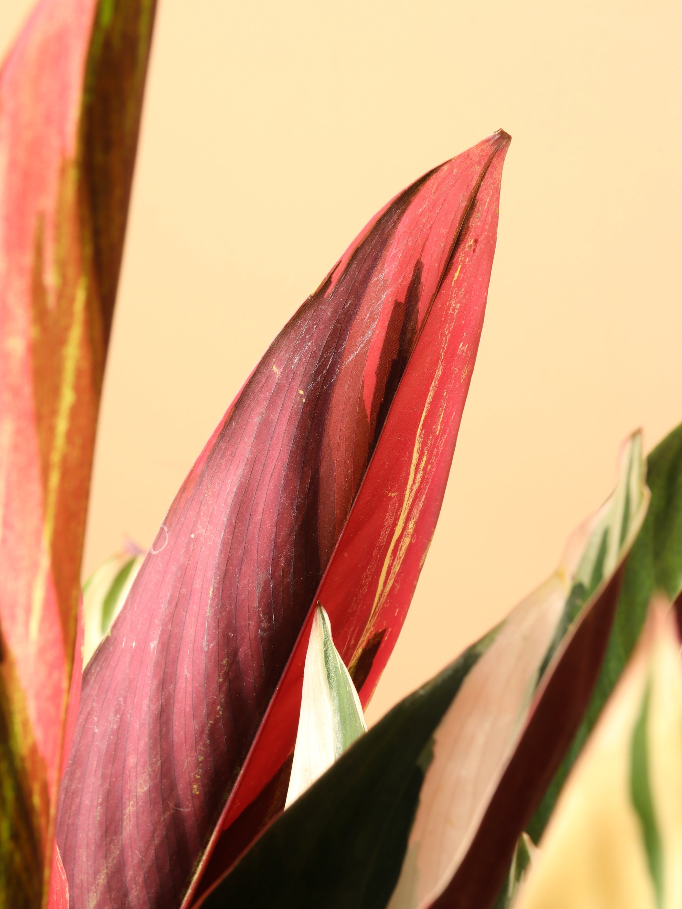 Large Tricolor Stromanthe - Premium Edition