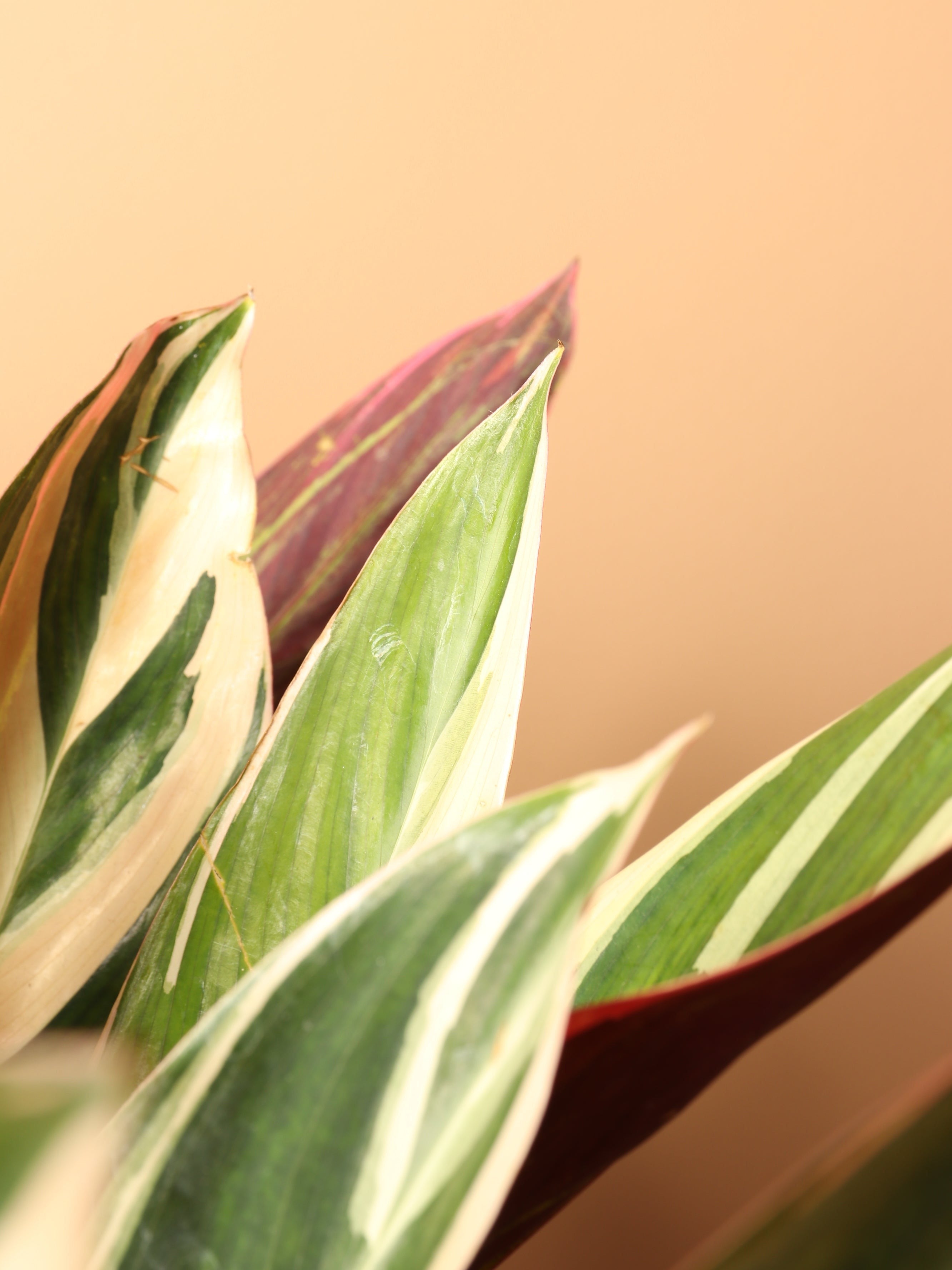 Large Tricolor Stromanthe - Premium Edition