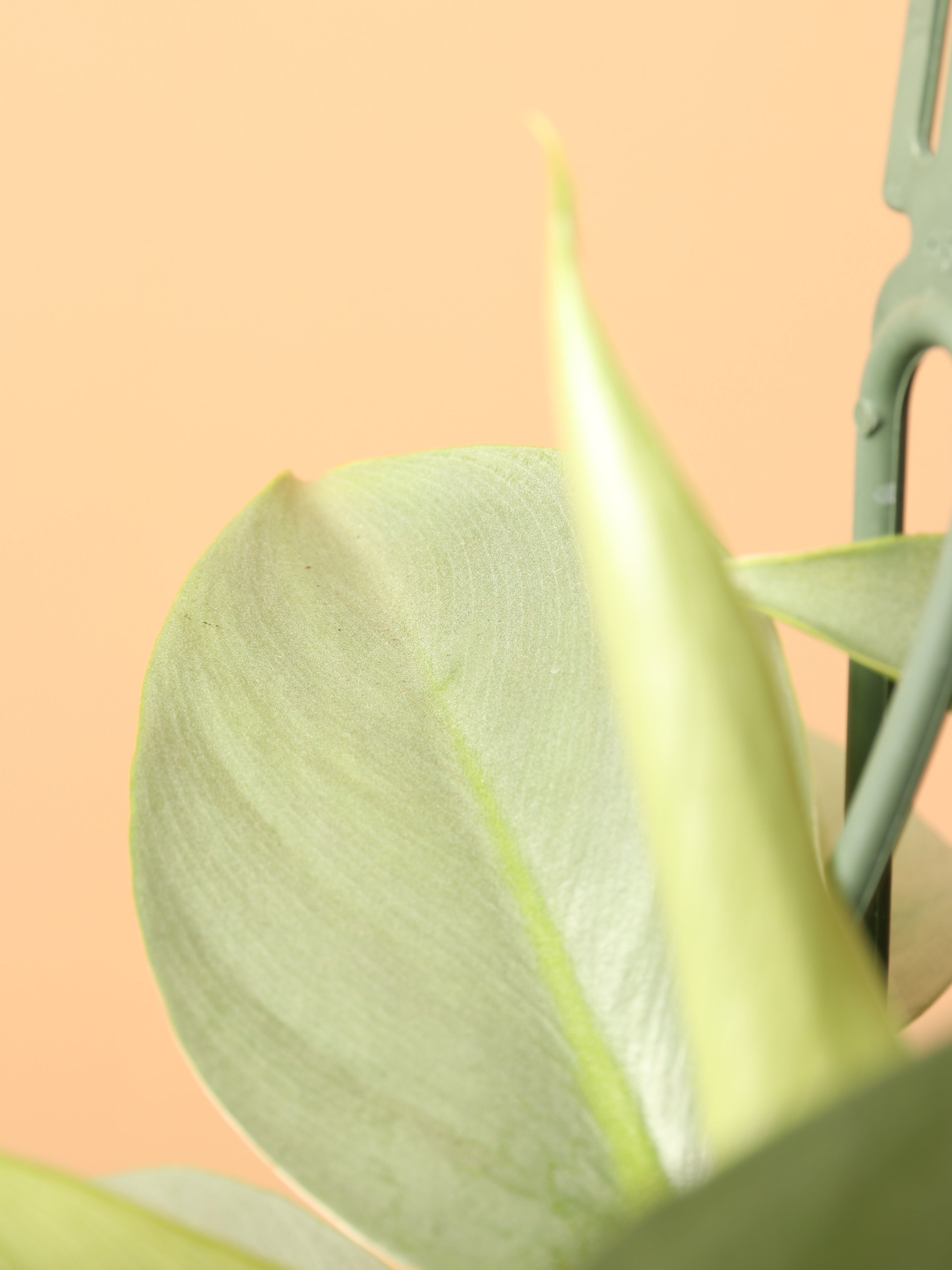 Hanging Philodendron Silver Sword - Premium Edition