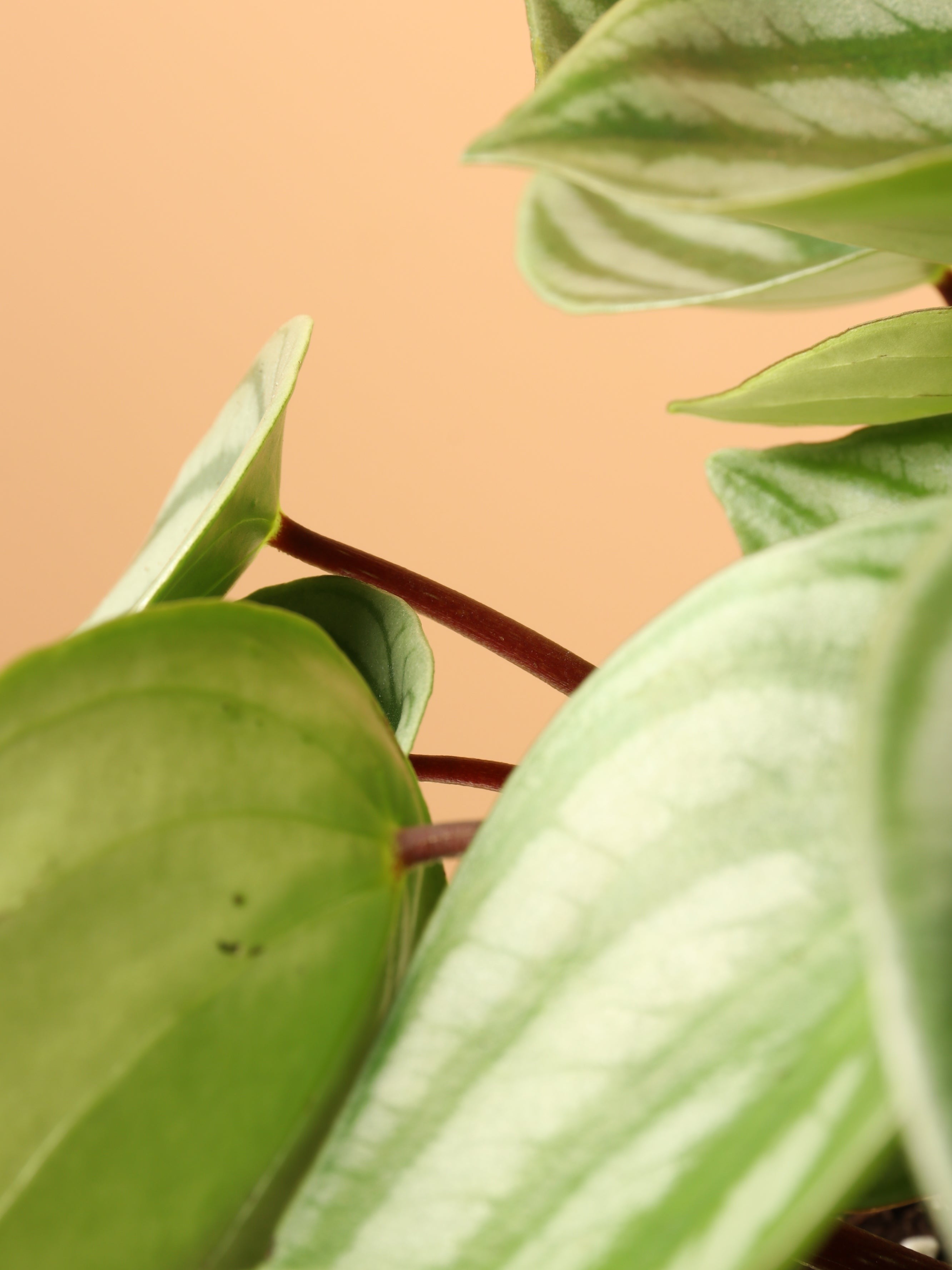 Hanging Watermelon Pilea - Premium Edition