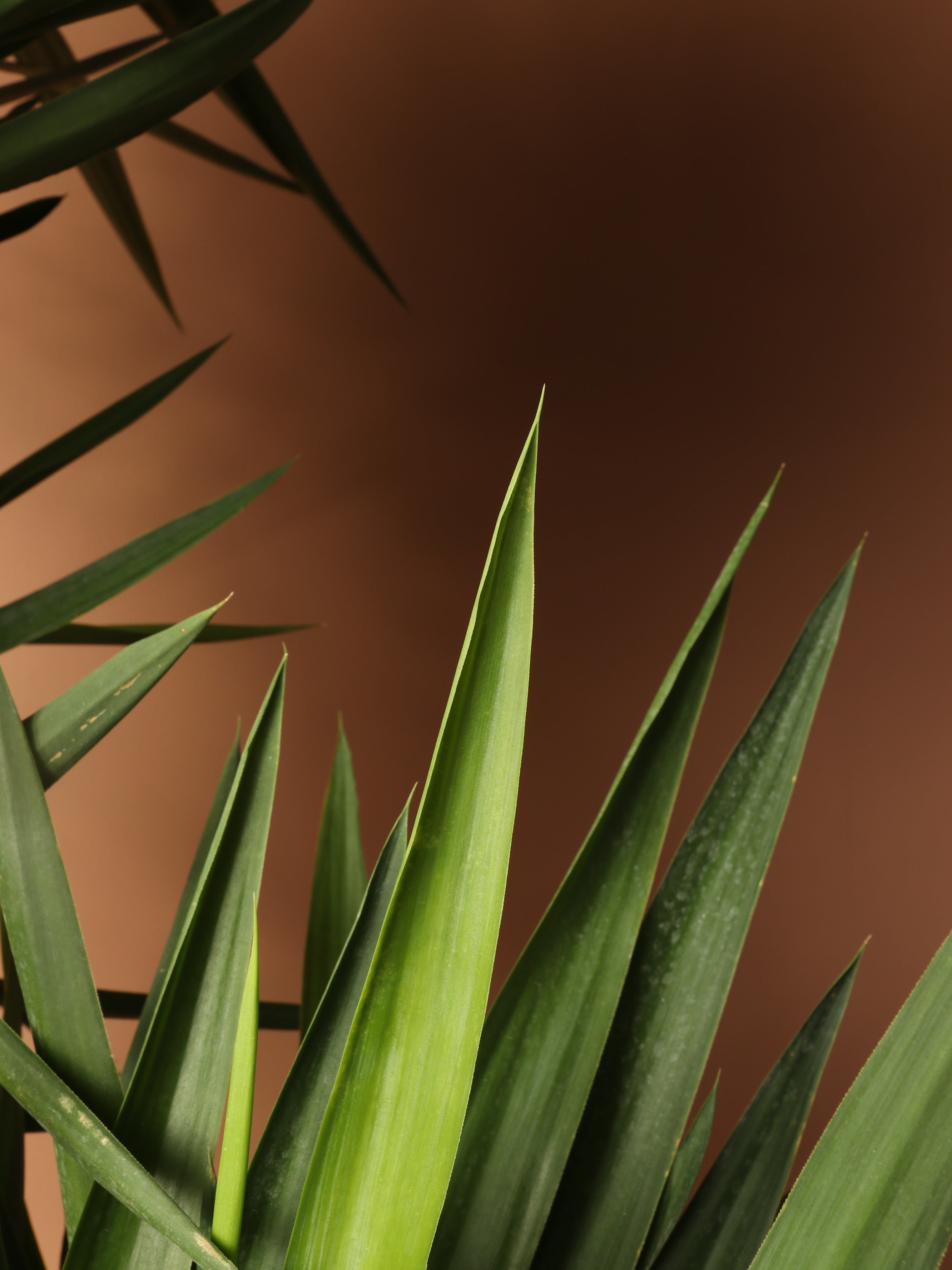 Huge Yucca Cane - Premium Edition