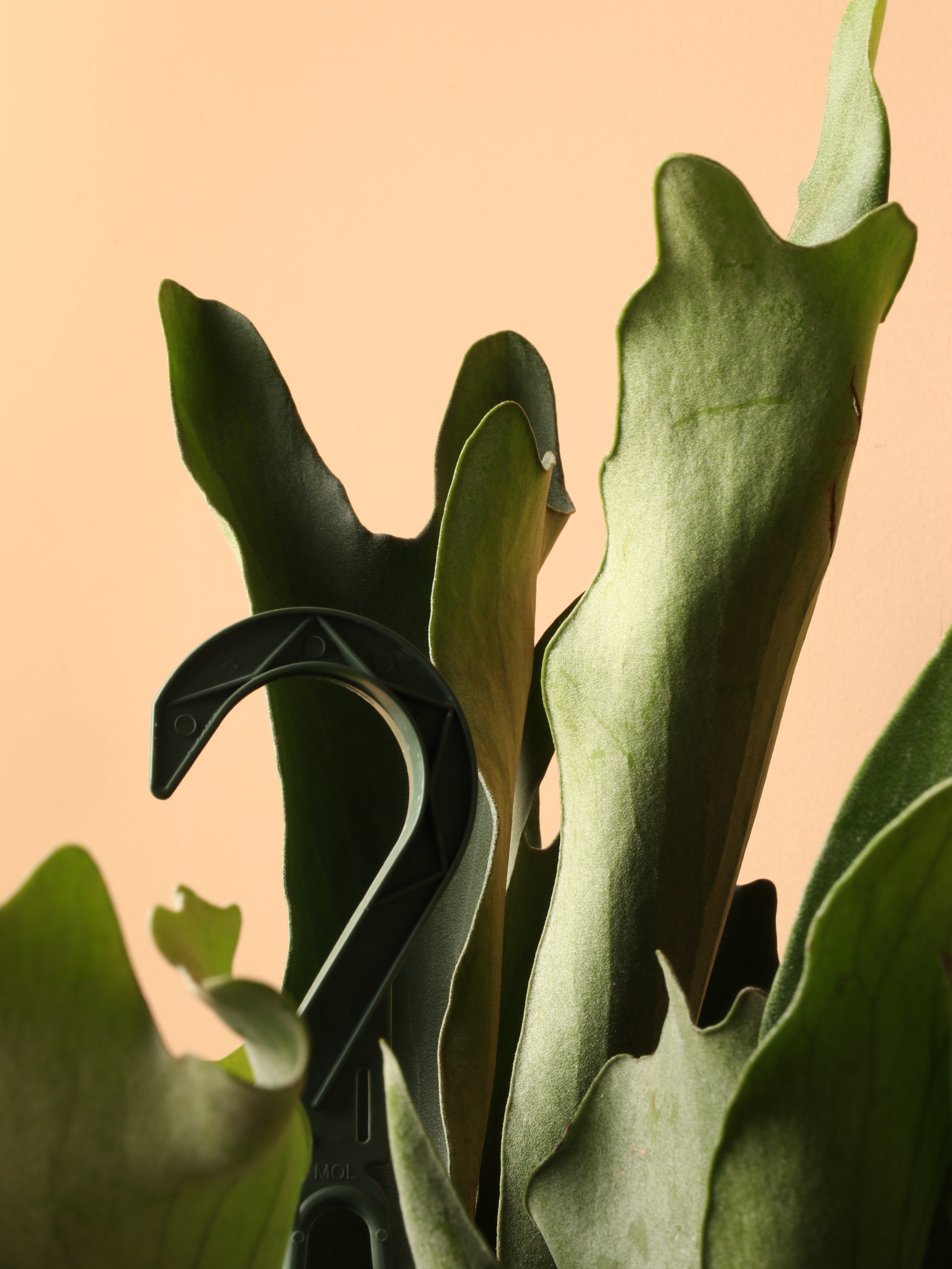Hanging Staghorn Ferns - Premium Edition