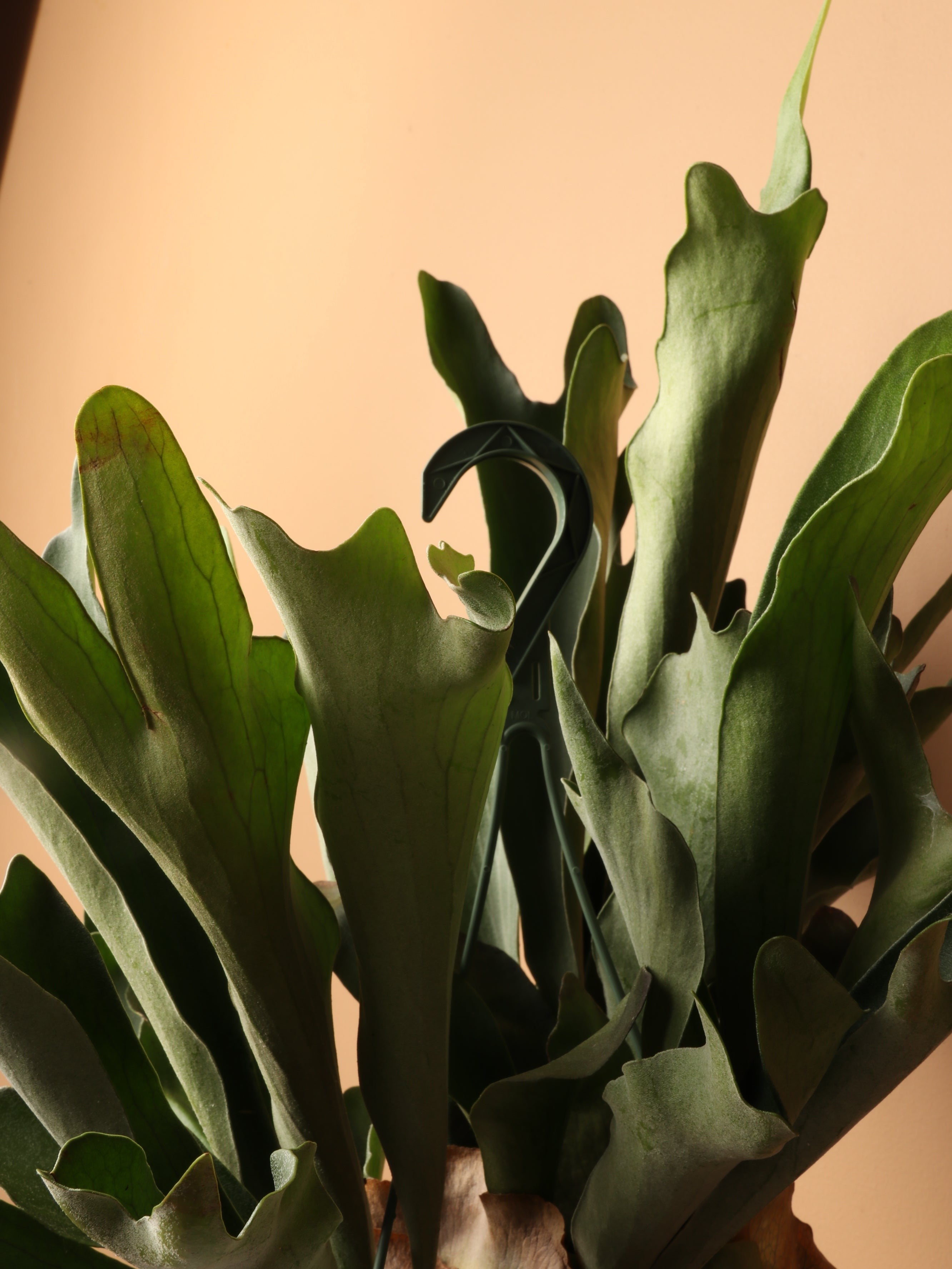 Hanging Staghorn Ferns - Premium Edition