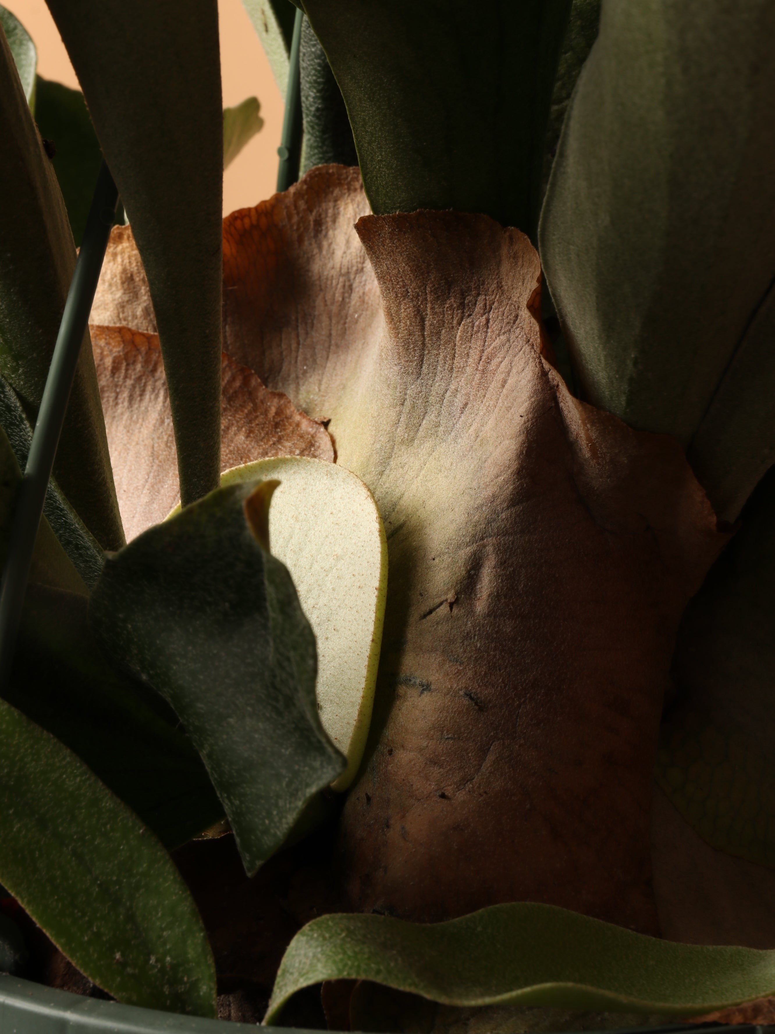 Hanging Staghorn Ferns - Premium Edition