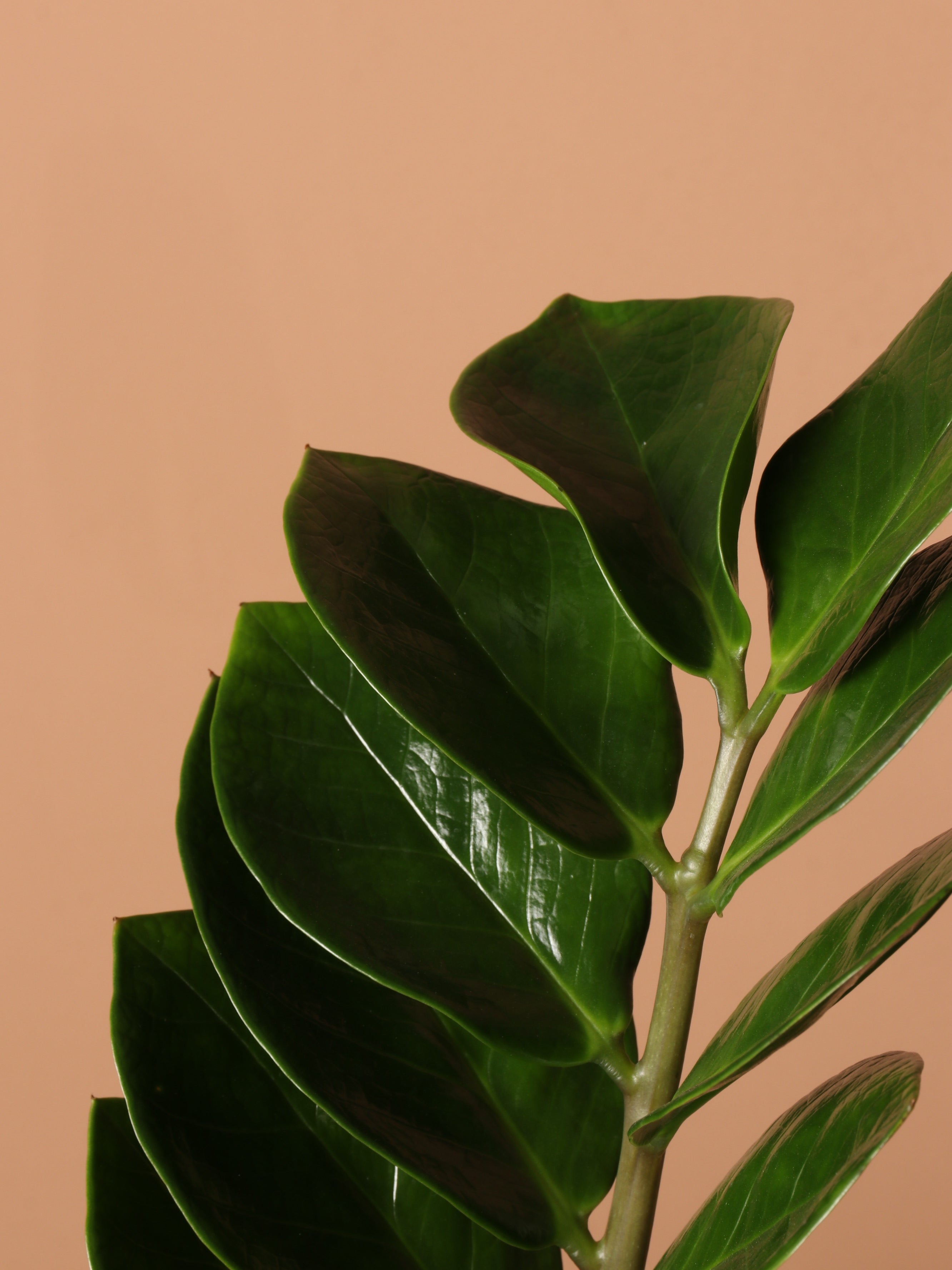 Full Size ZZ Plant - Premium Edition