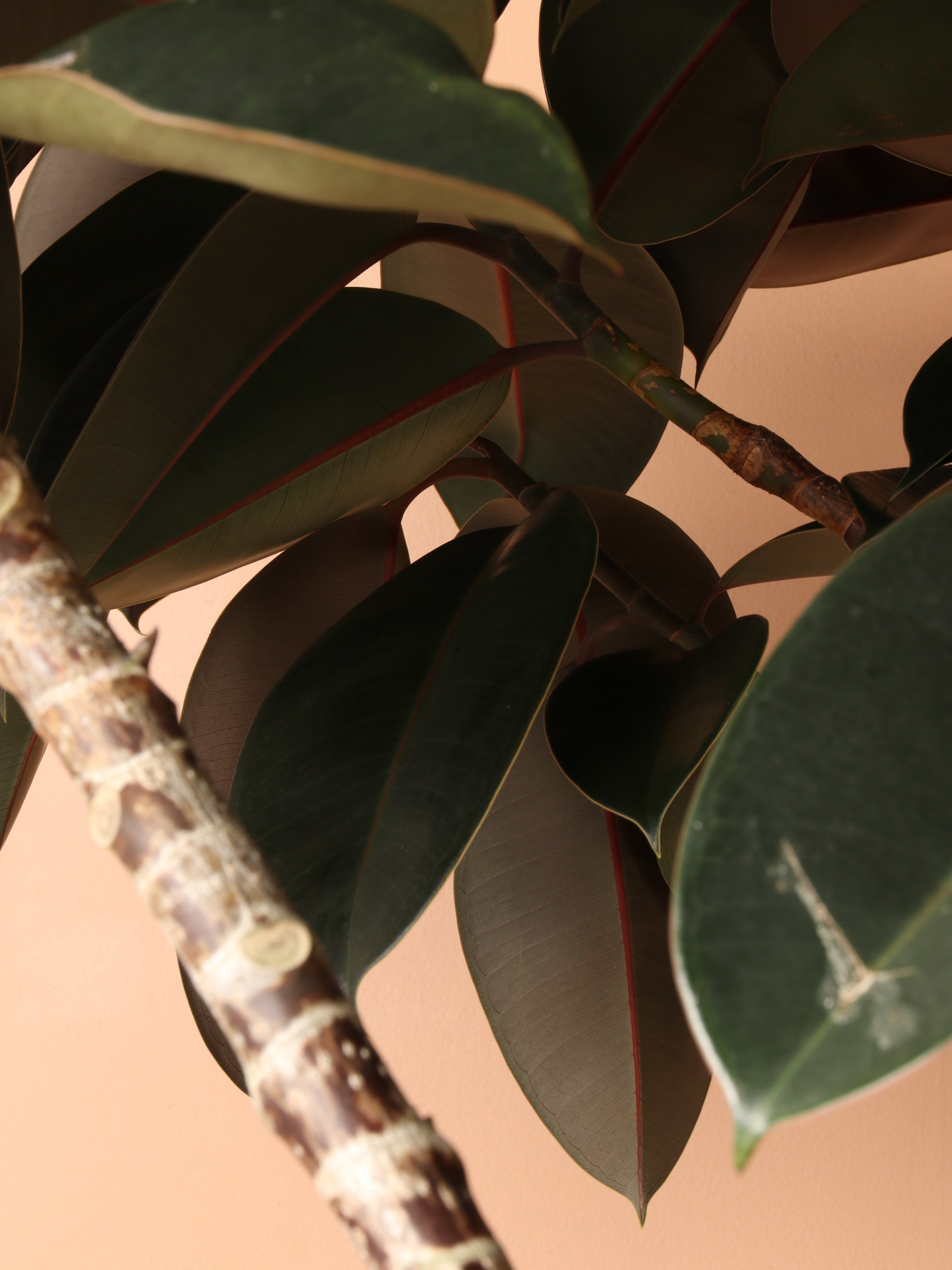 Huge Rubber Tree Std - Premium Edition