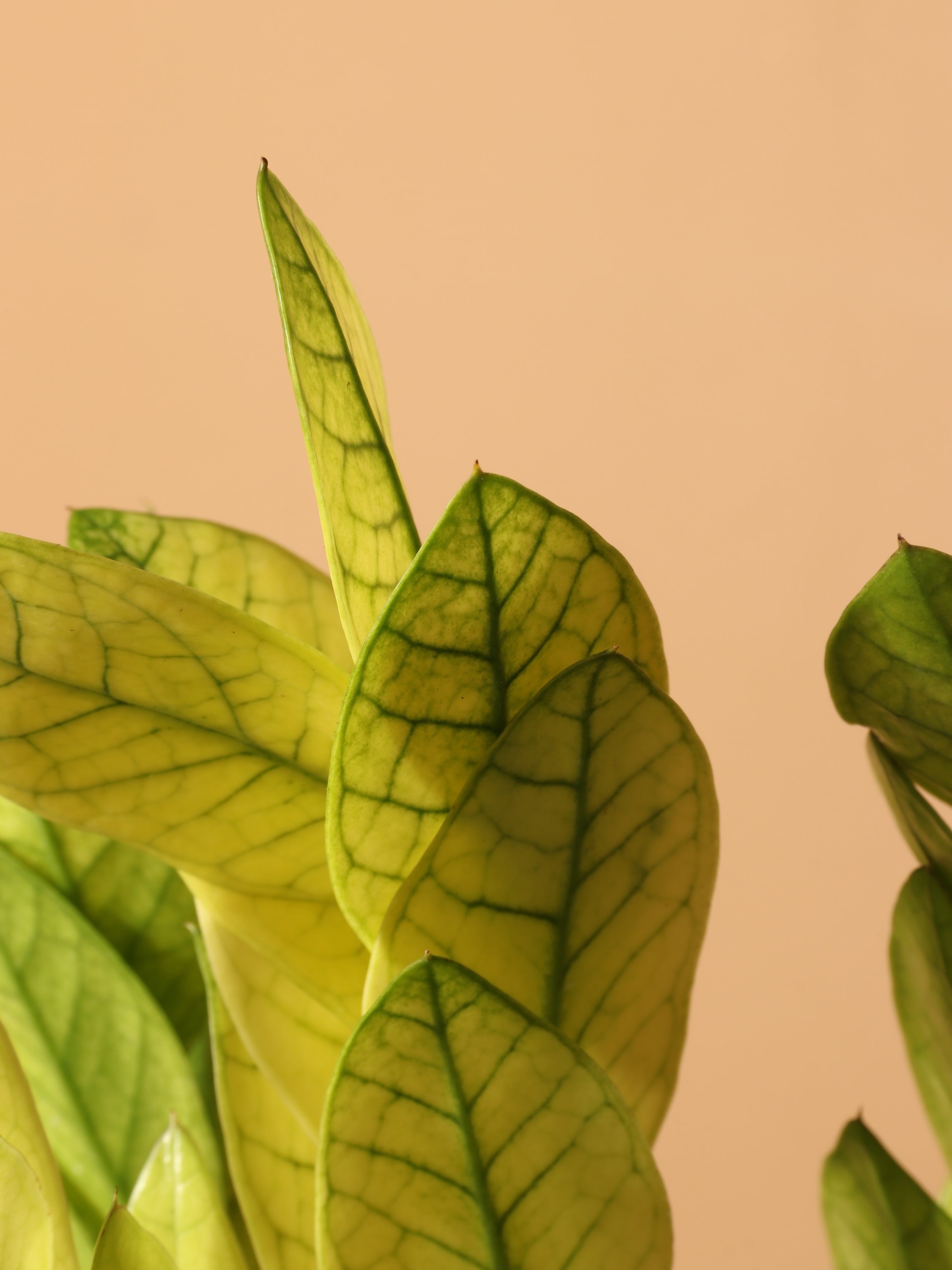 Medium ZZ Plant 'Chameleon' - Premium Edition