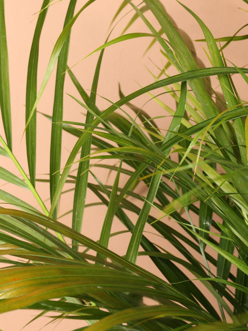 Extra Large Areca Palm - Premium Edition