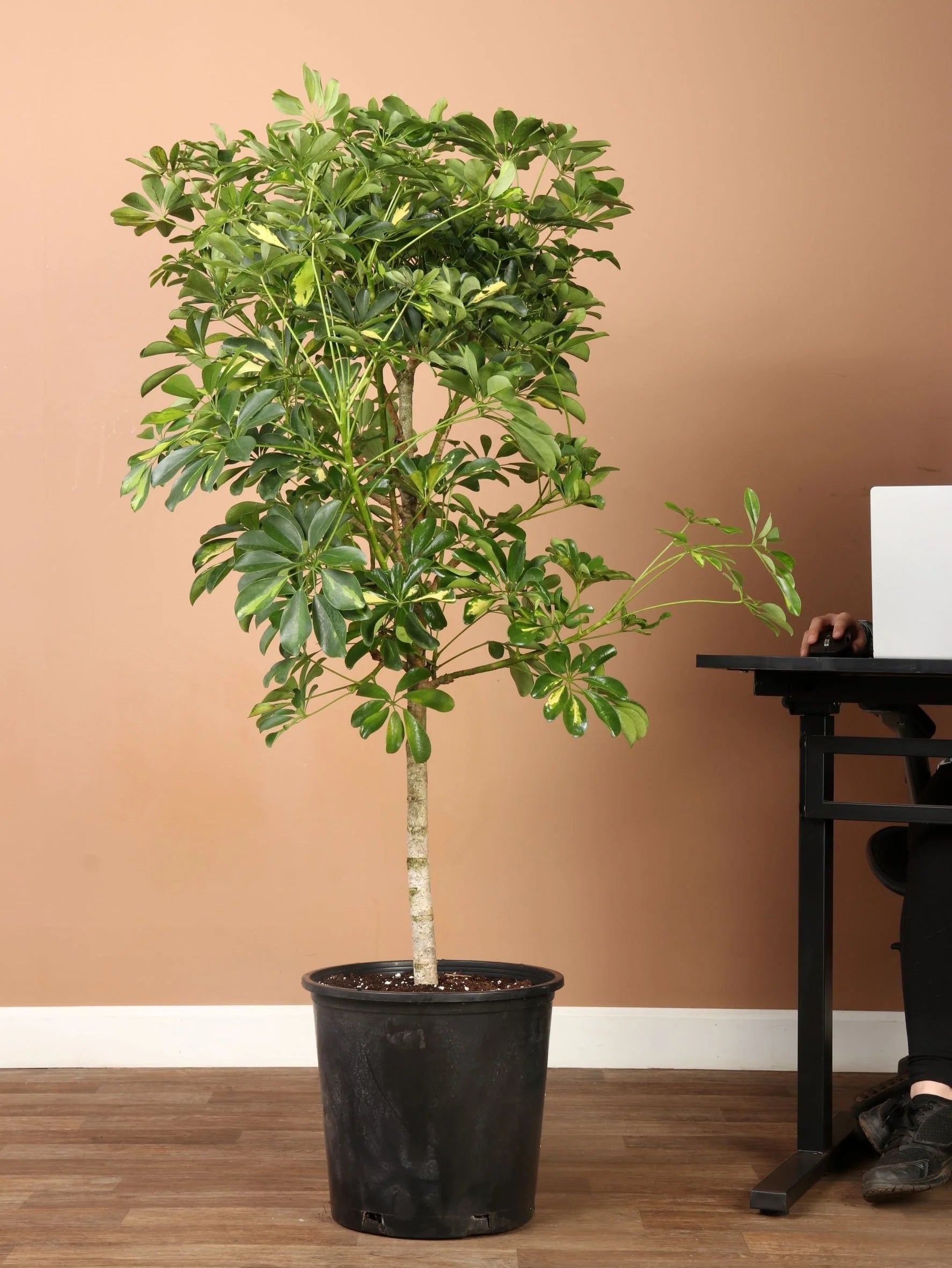 Full Size Schefflera Arboricola Variegated - Premium Edition