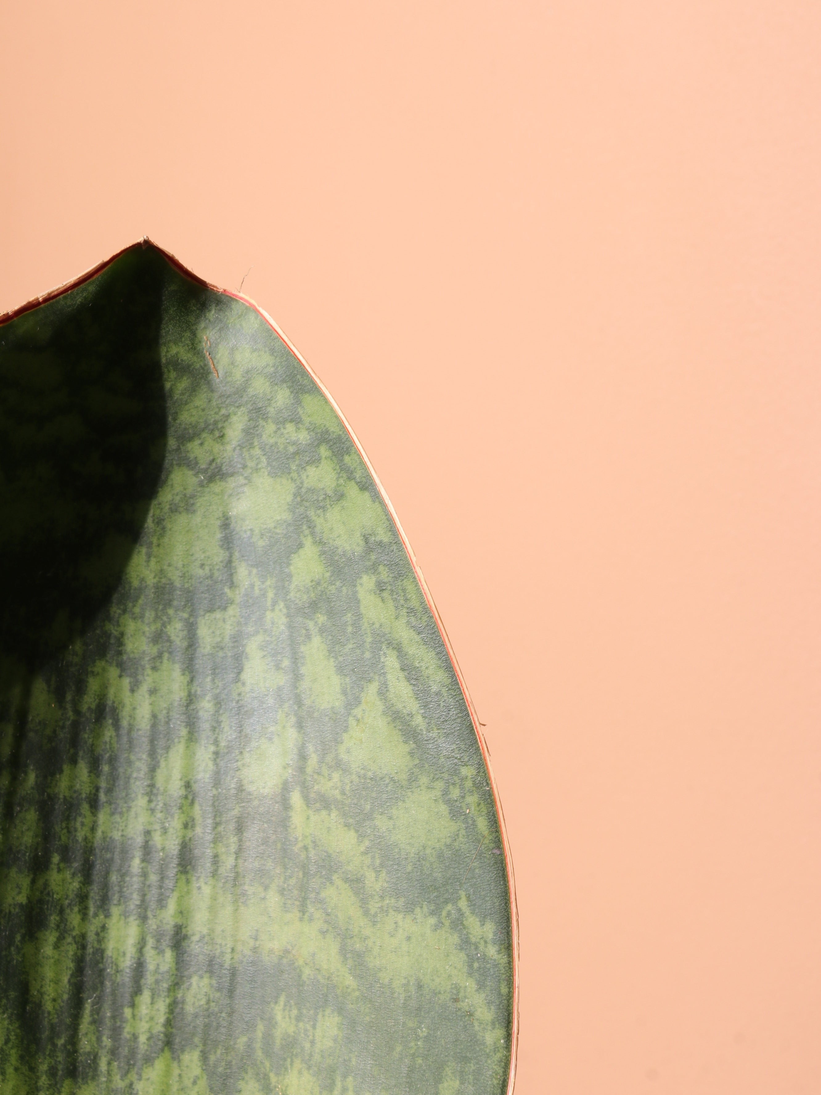 Medium Whale Fin Snake Plant - Premium Edition