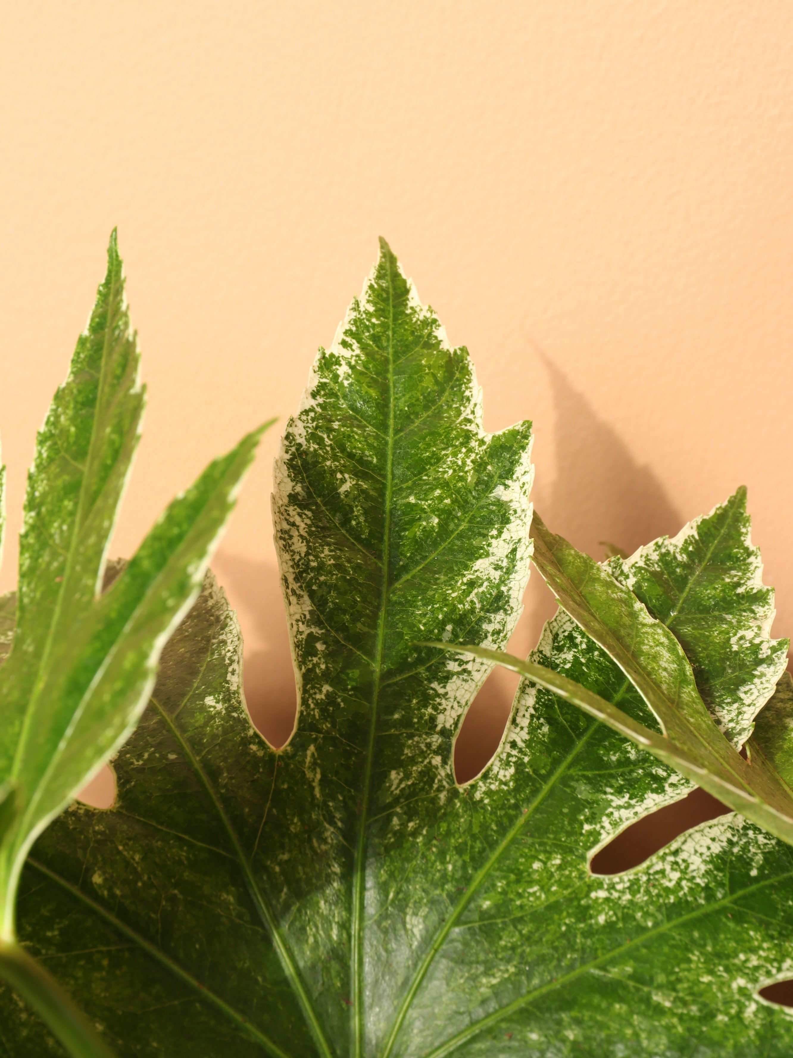 Large Spider Web Aralia 'Fatsia Japonica' - Premium Edition