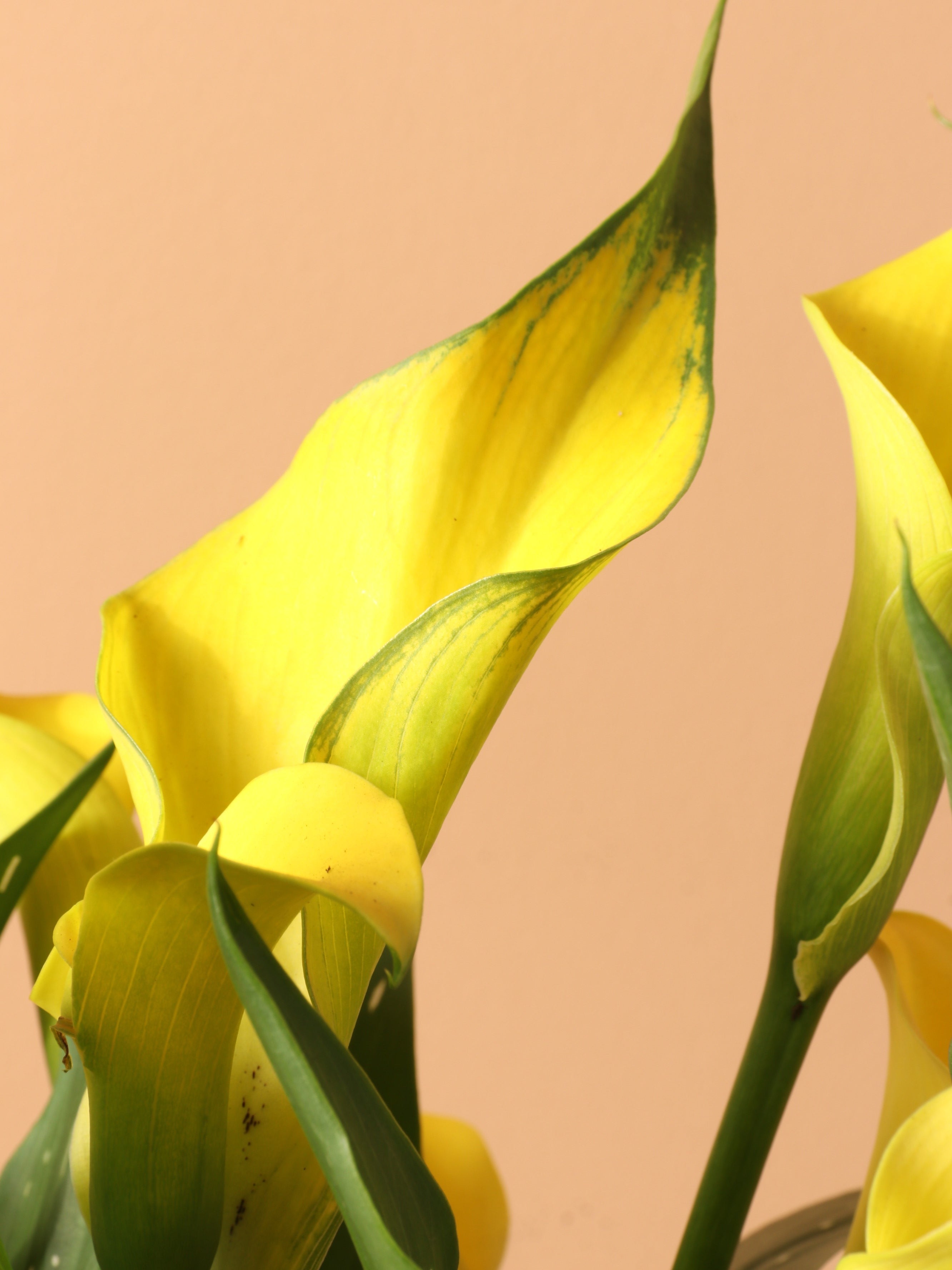 Medium Calla Lily Yellow - Premium Edition