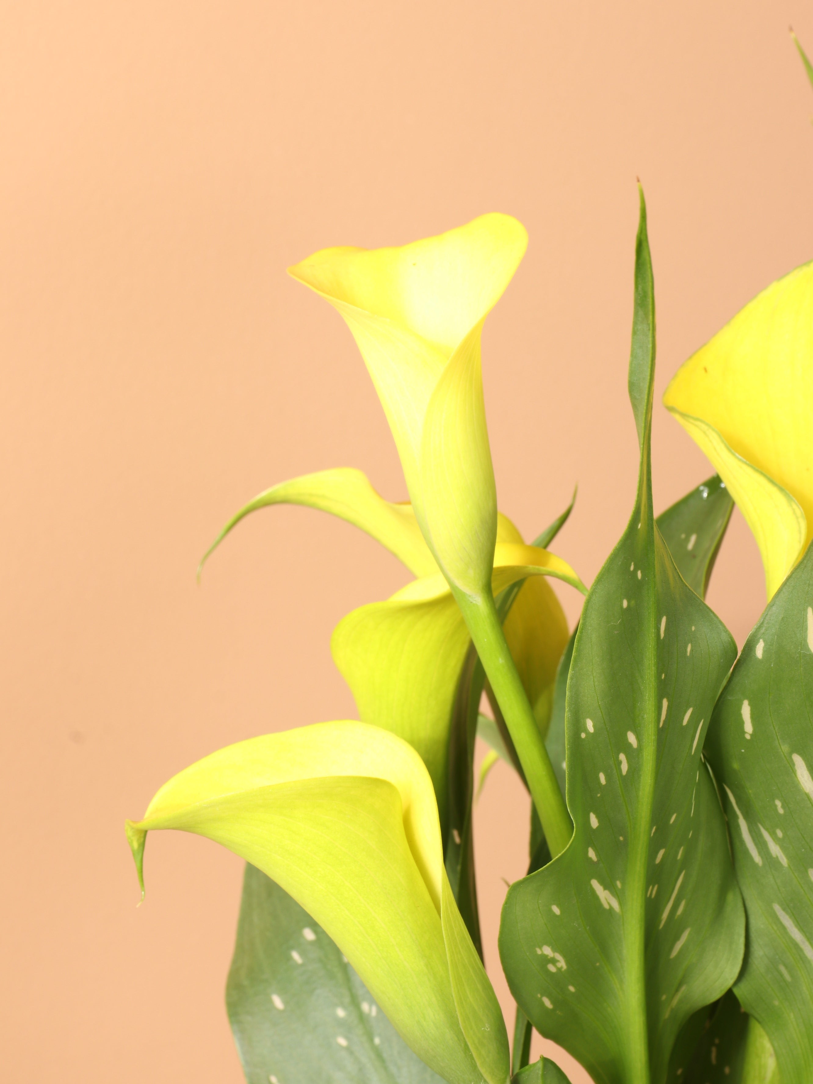 Medium Calla Lily Yellow - Premium Edition