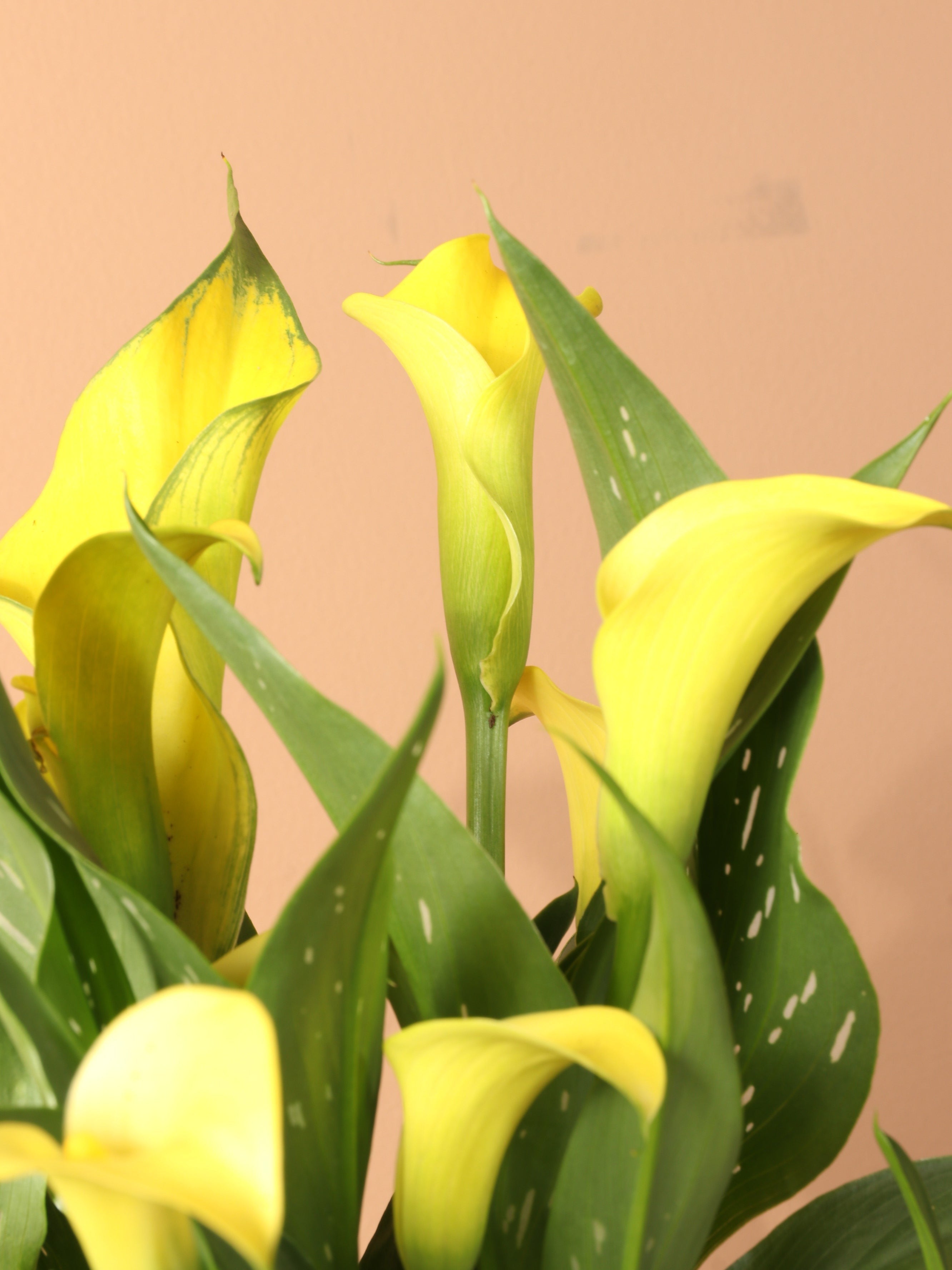 Medium Calla Lily Yellow - Premium Edition