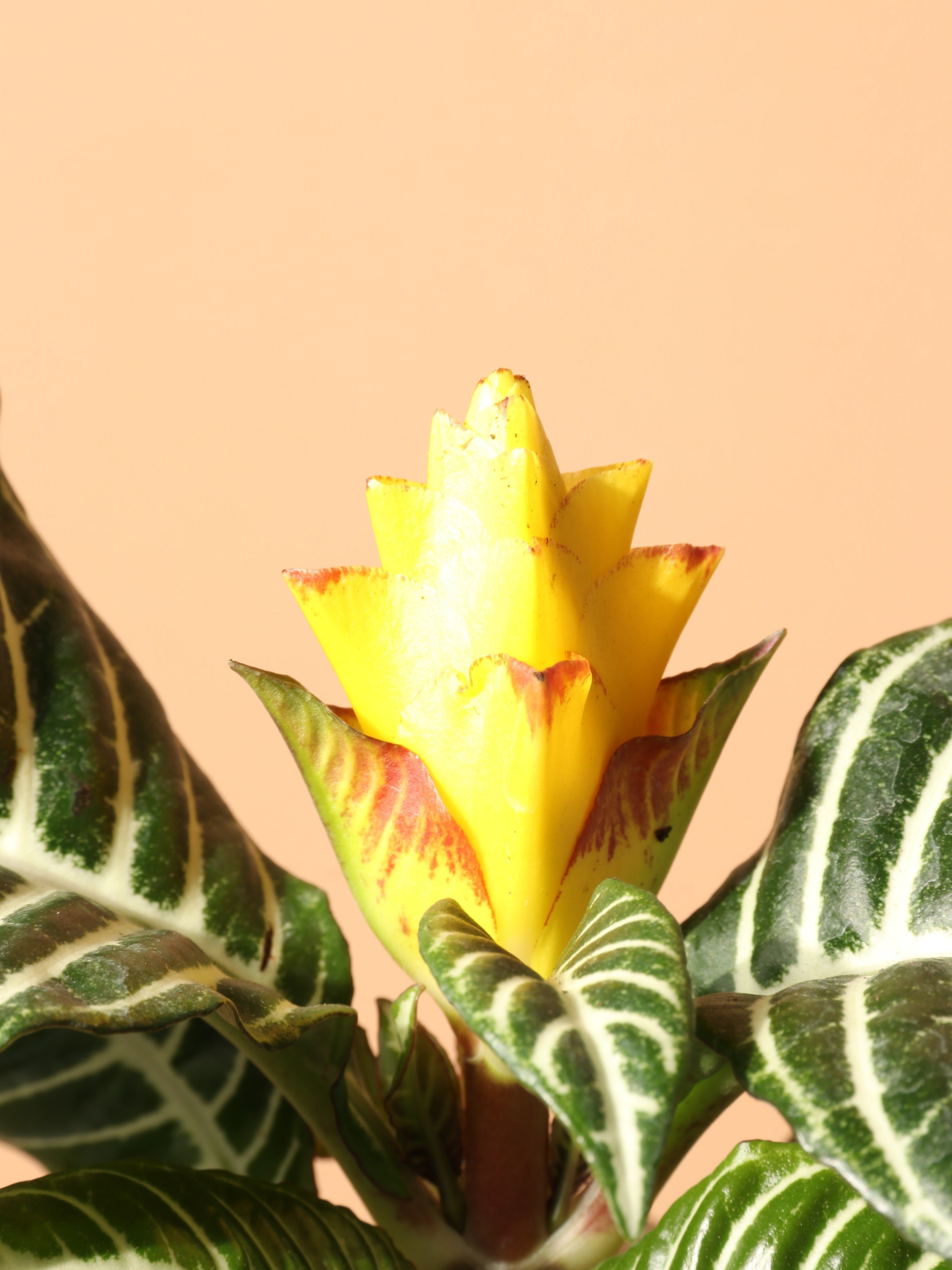 Medium Zebra Plant - Premium Edition