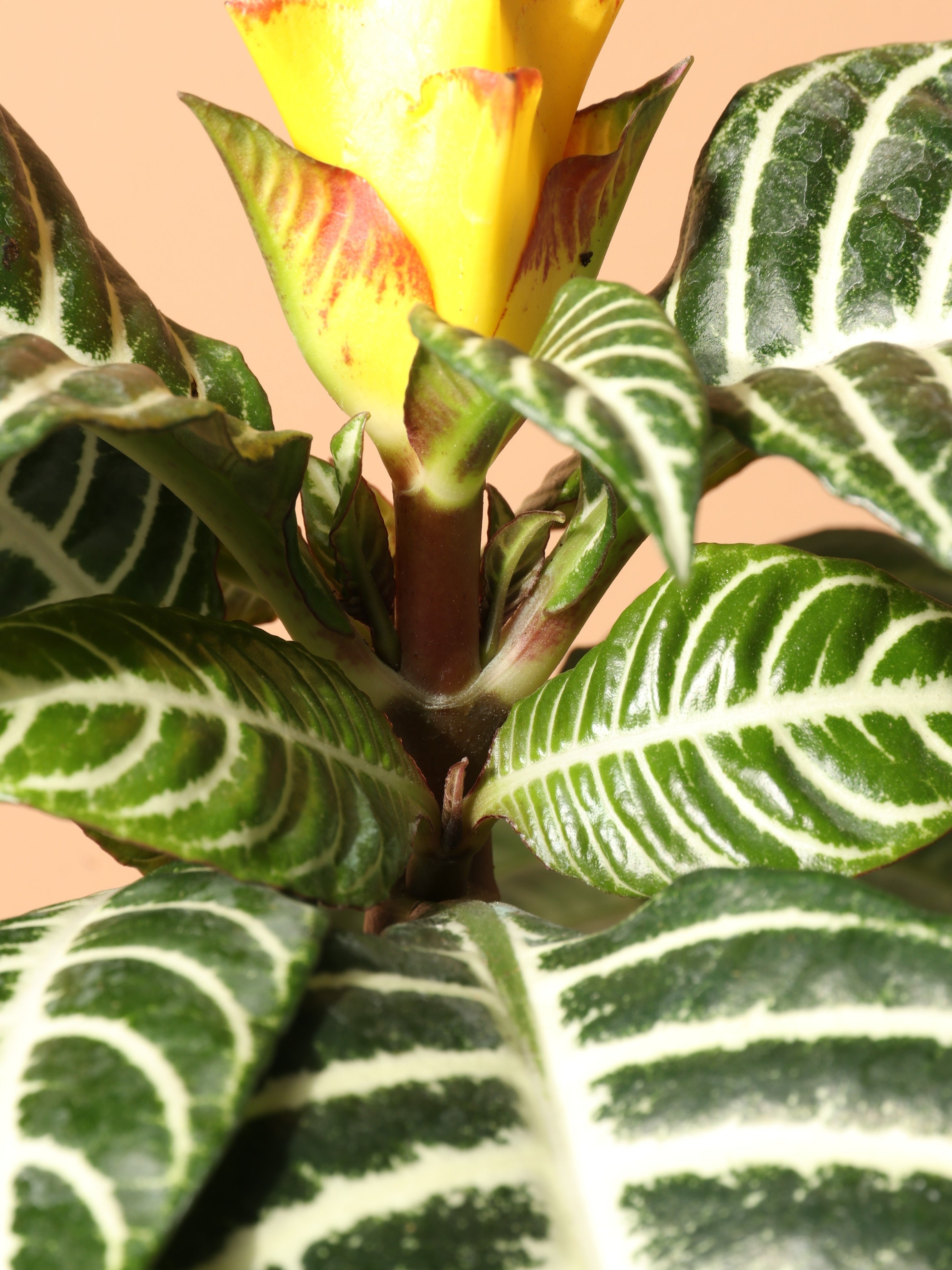 Medium Zebra Plant - Premium Edition