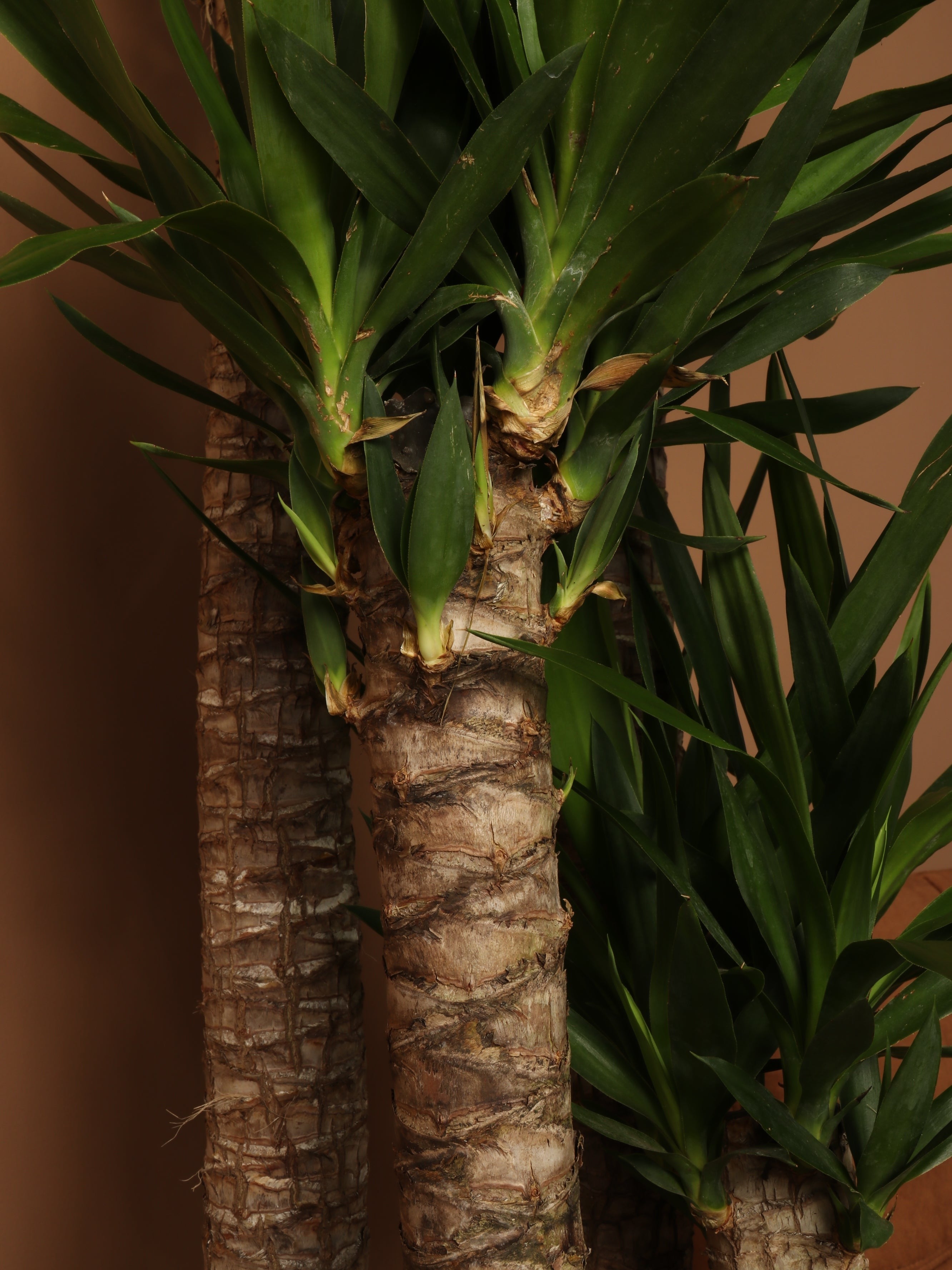 Full Size Yucca Cane - Premium Edition