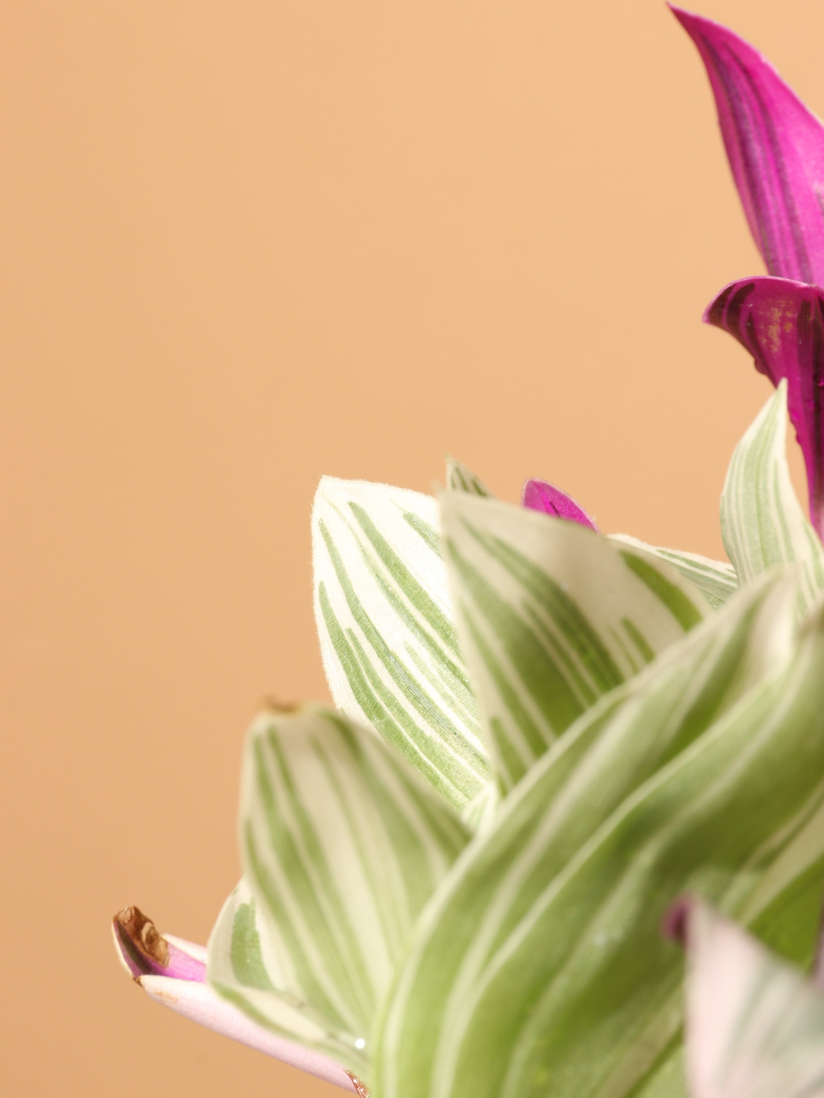 Hanging Mixed Nanouk - Premium Edition