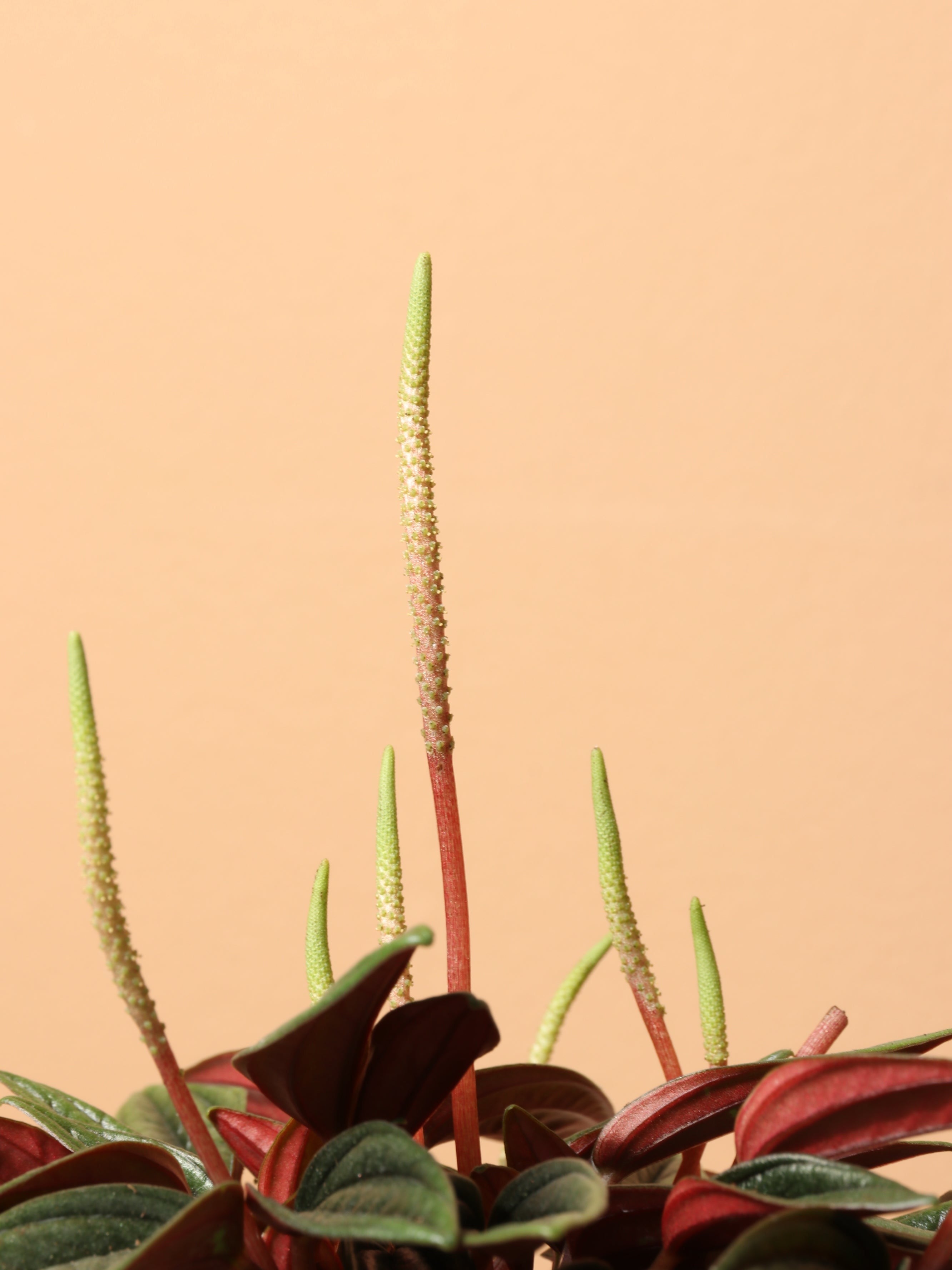 Small Peperomia Rosso - Premium Edition