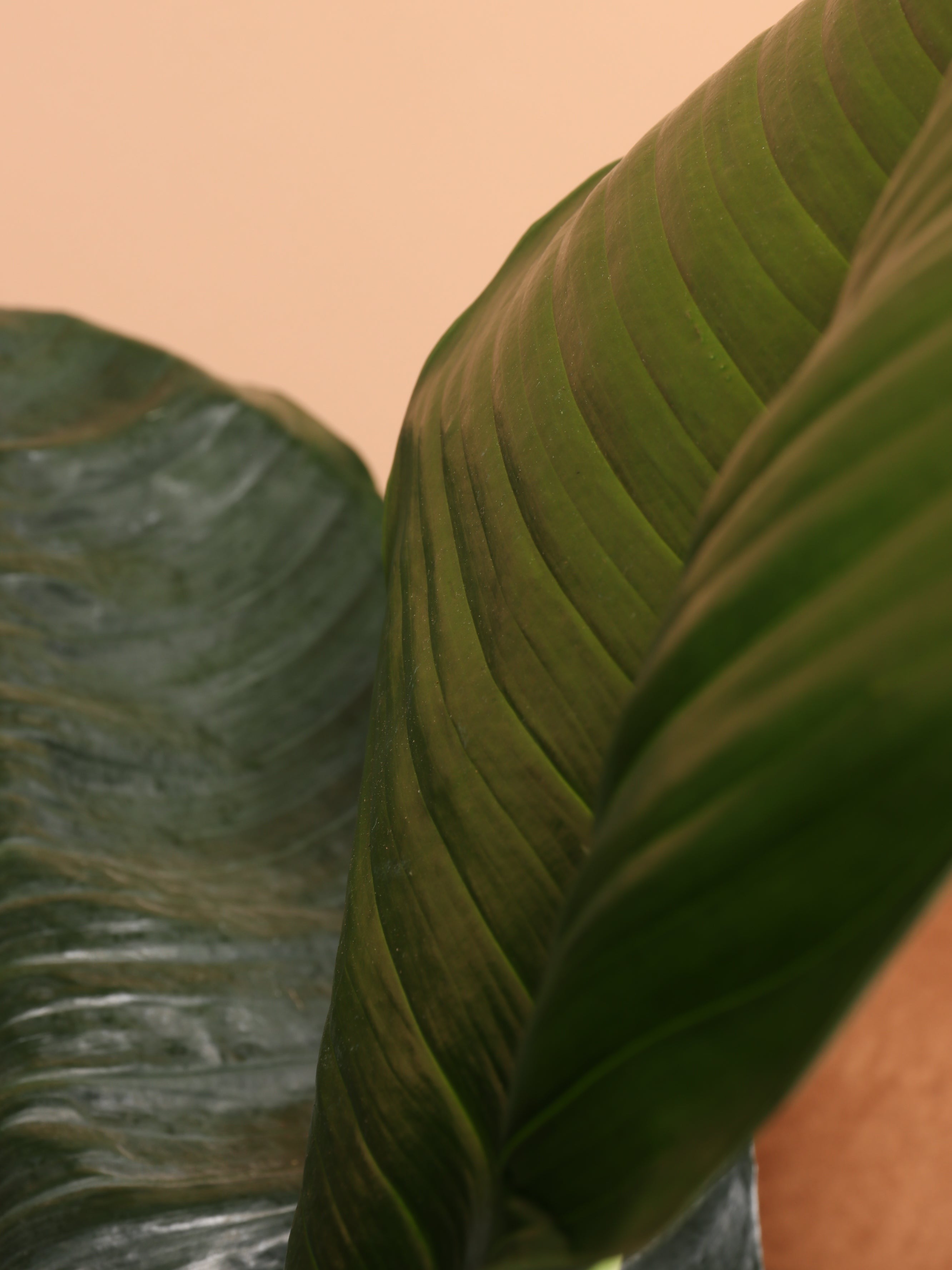 Full Size Sensation Peace Lily - Premium Edition