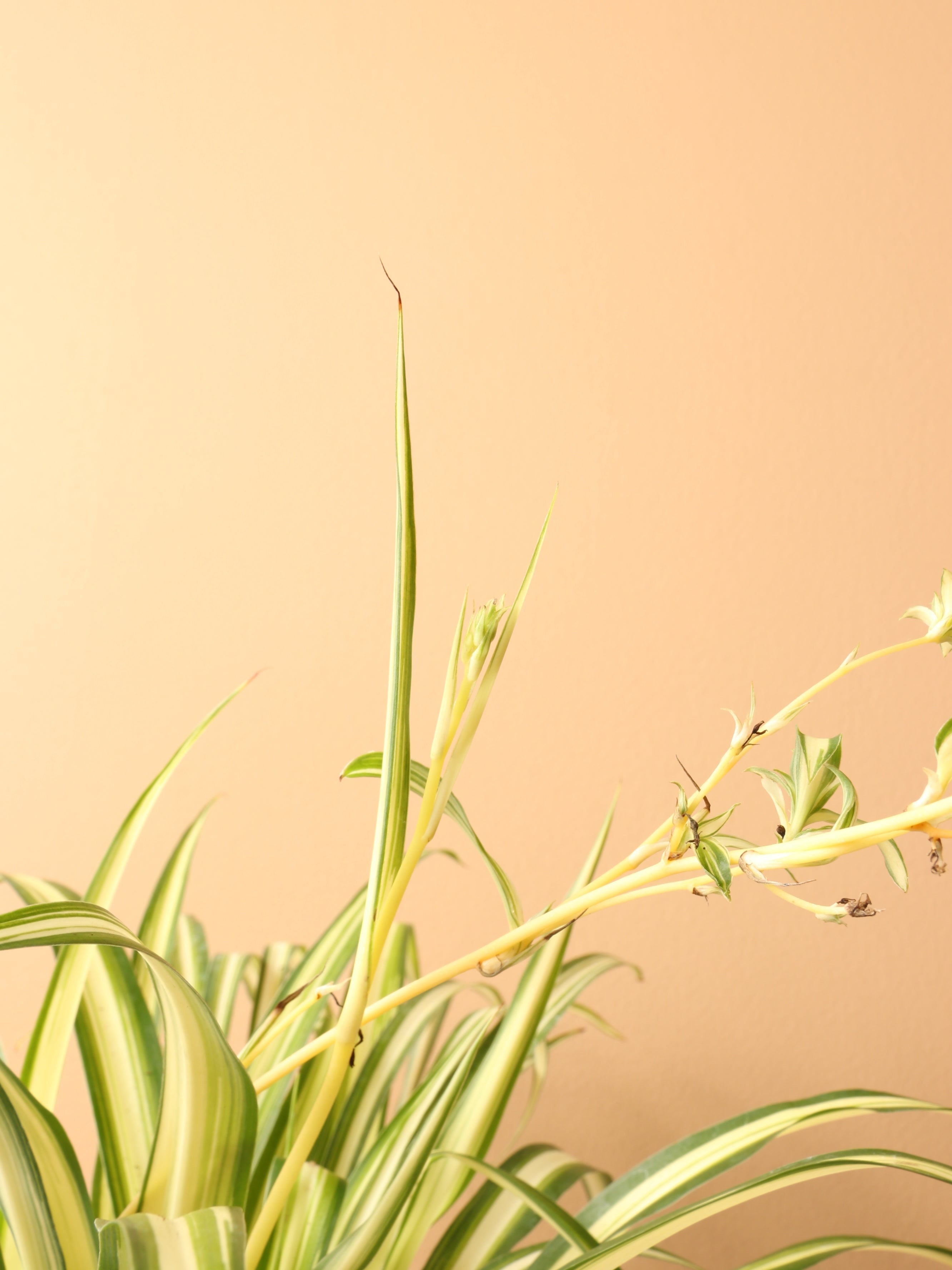 Small Spider Plant - Premium Edition