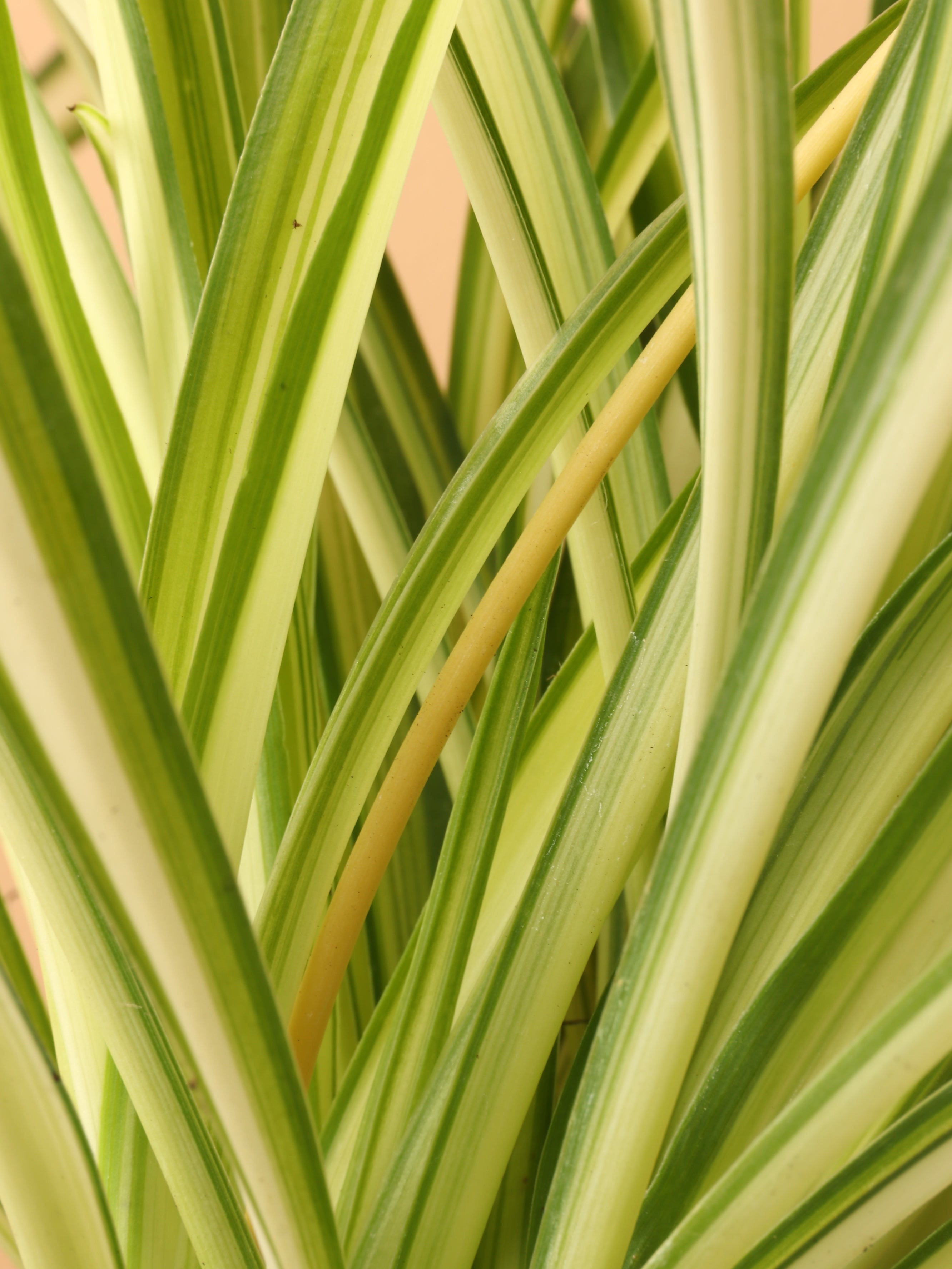 Small Spider Plant - Premium Edition