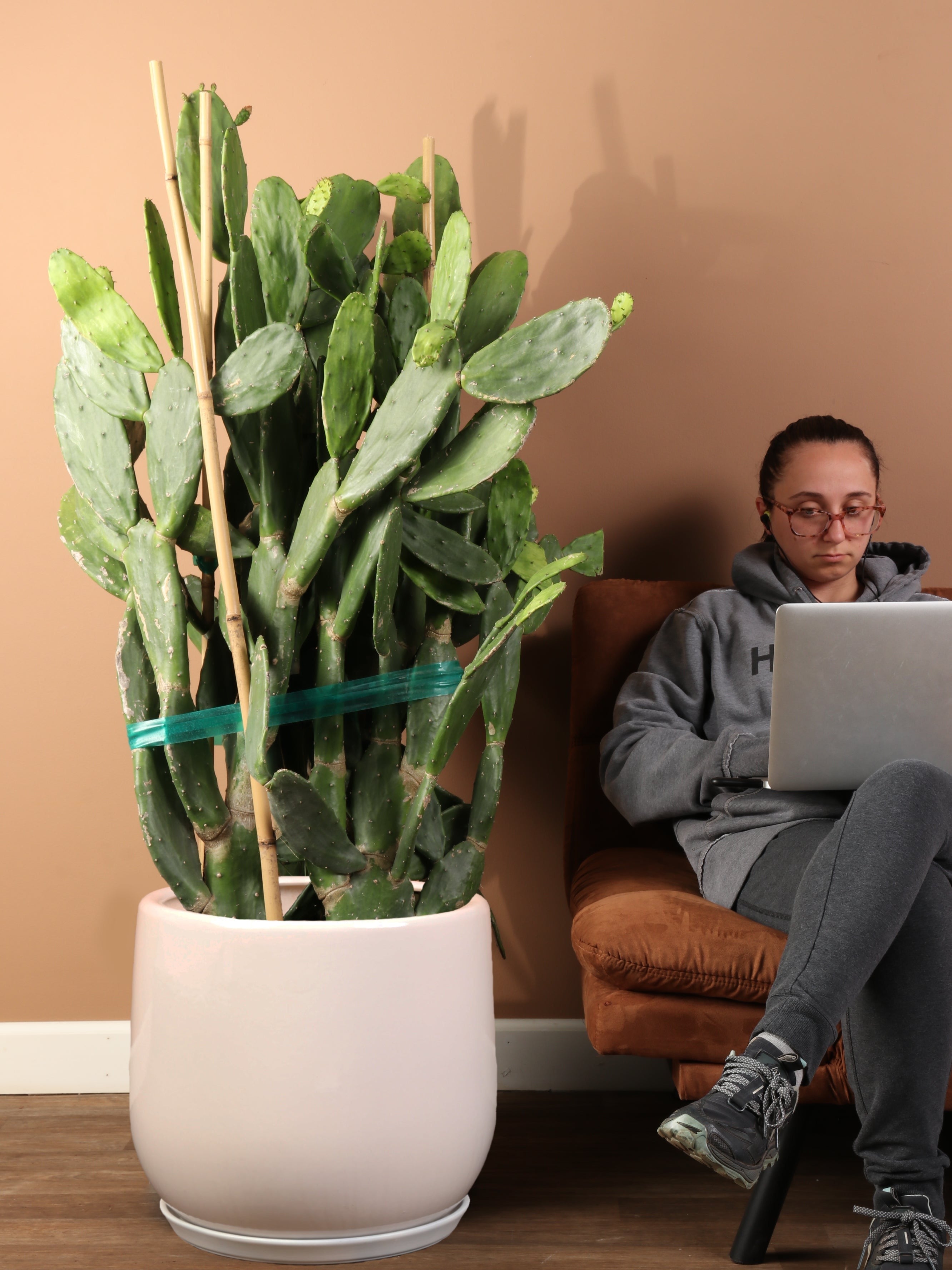 Huge Prickly Pear Cactus - Premium Edition