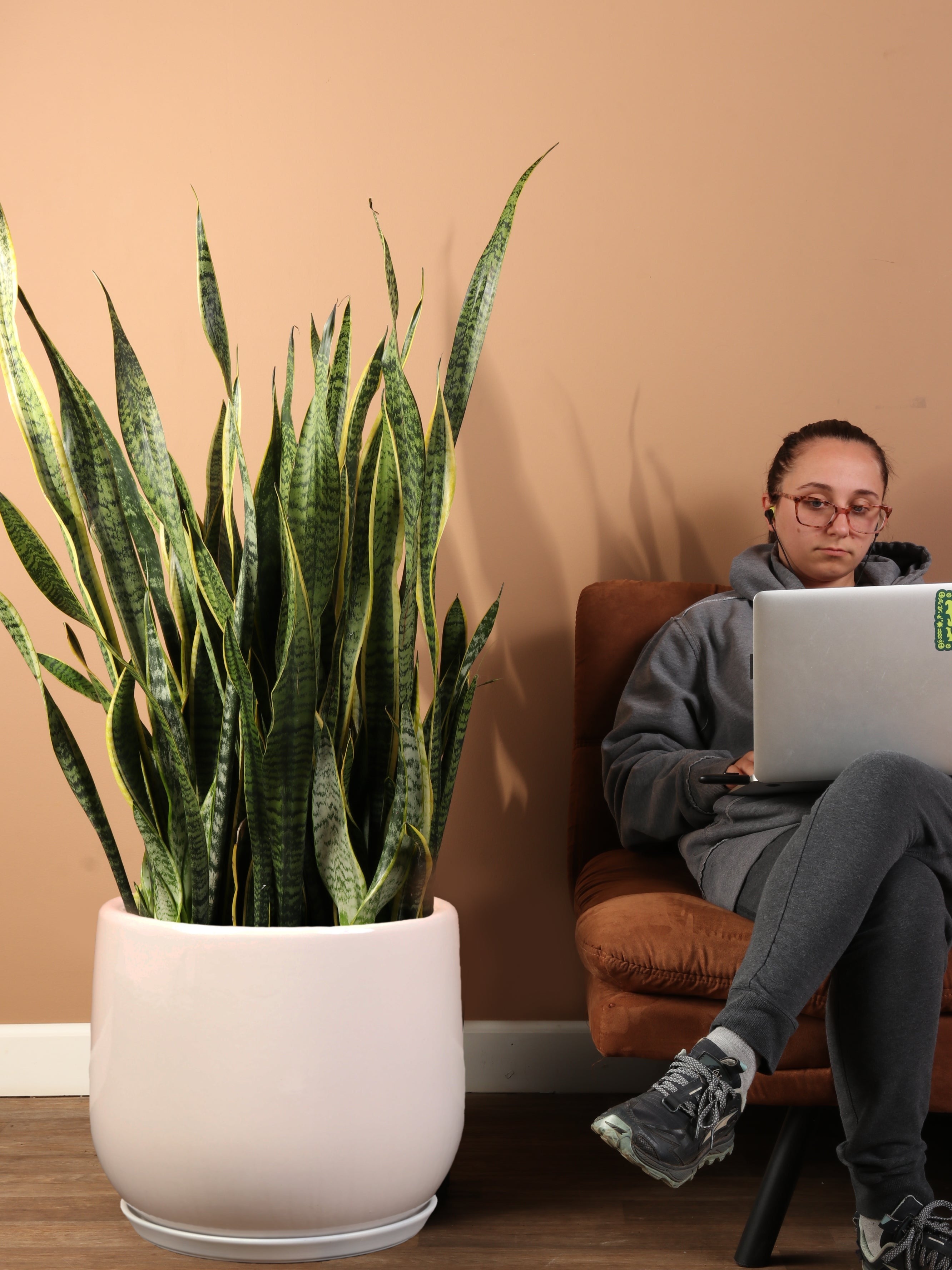 Huge Snake Plant - Premium Edition