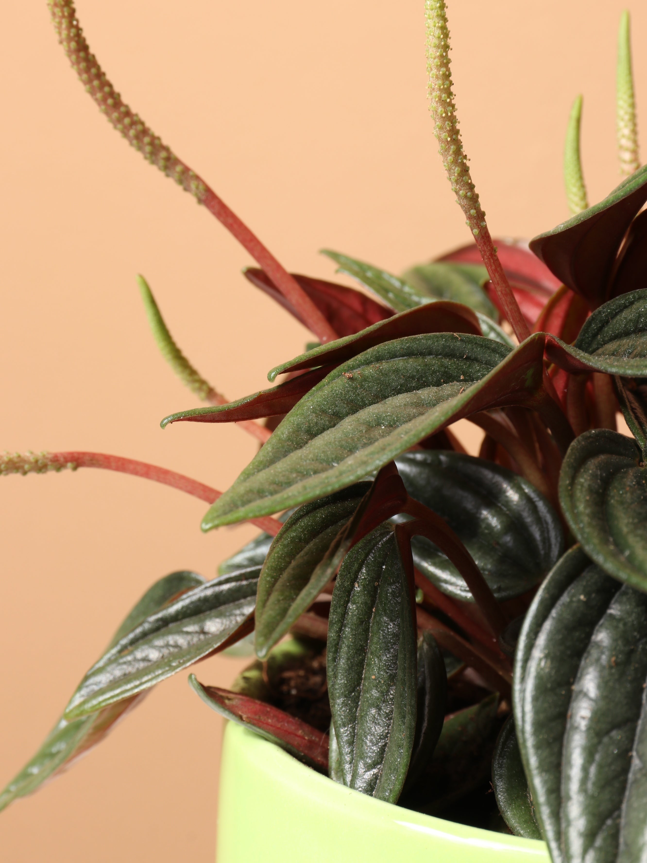 Small Peperomia Rosso - Premium Edition