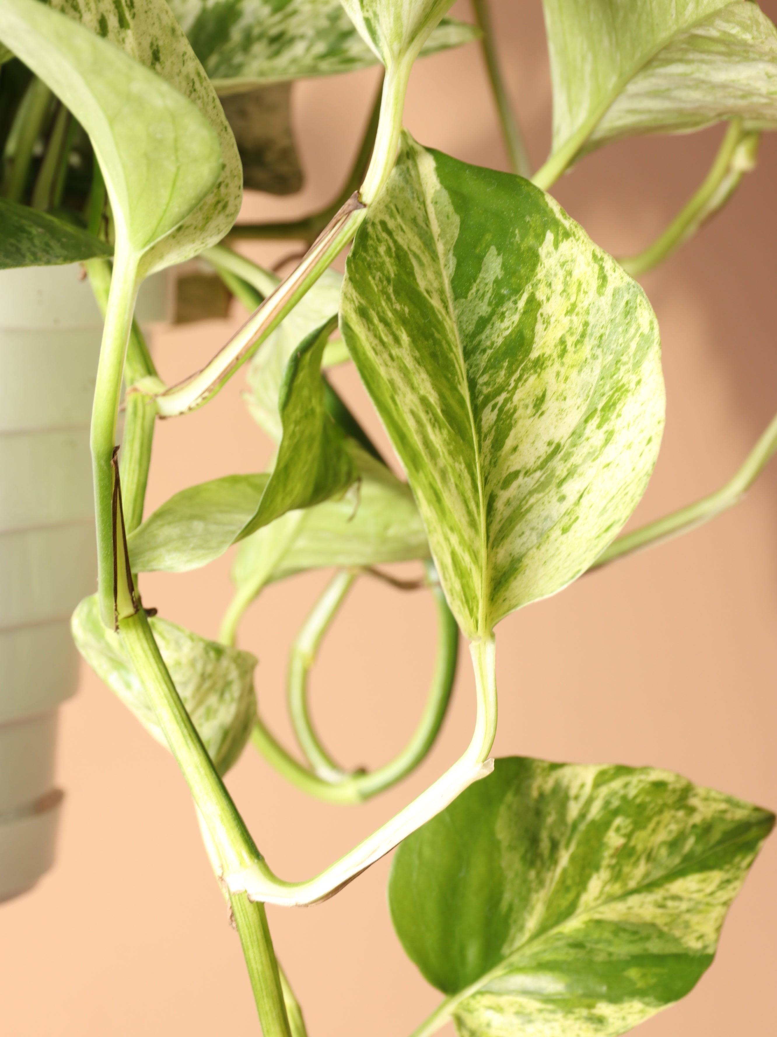 Hanging Marble Queen Pothos - Premium Edition