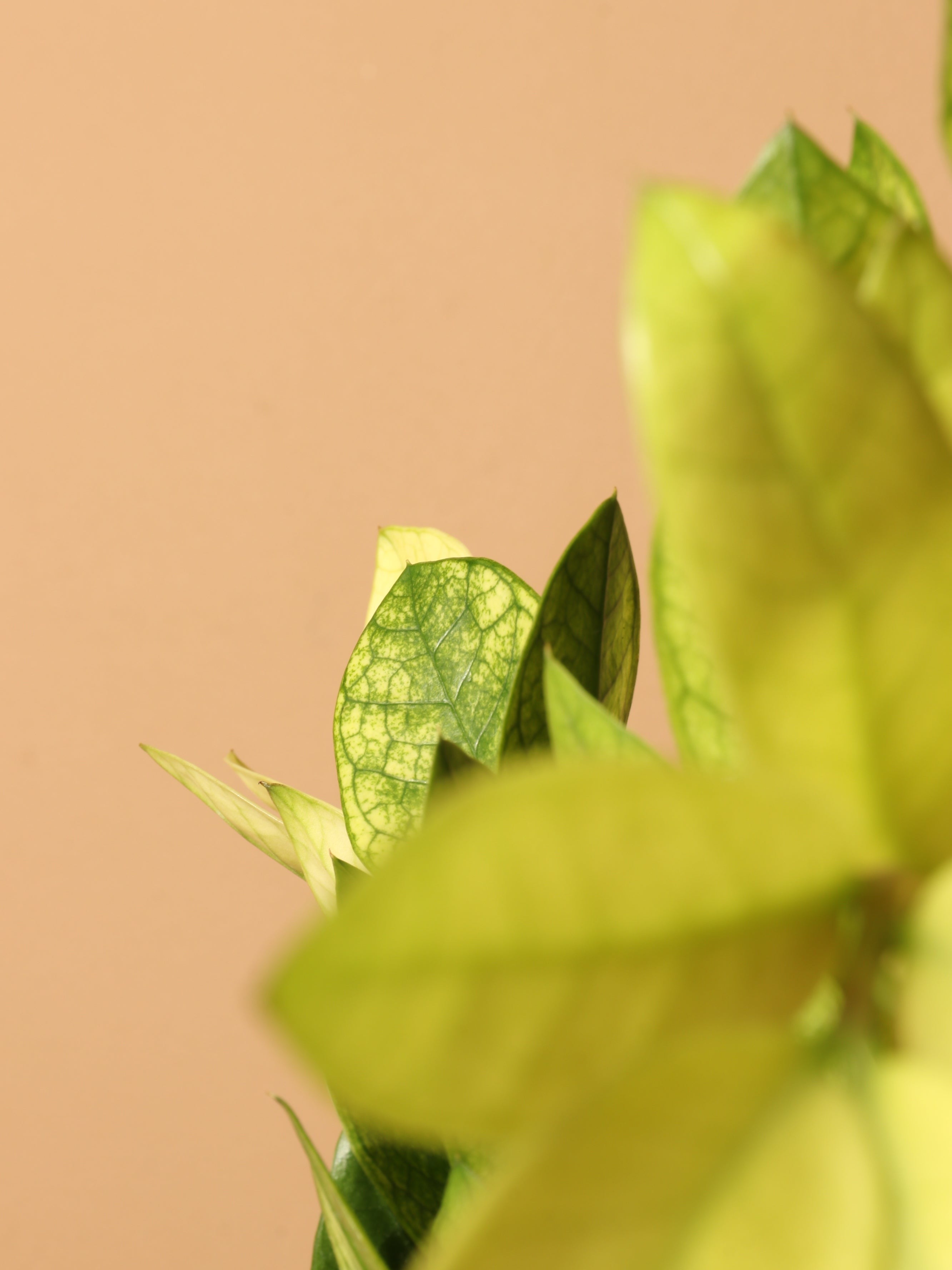 Medium ZZ Plant 'Chameleon' - Premium Edition